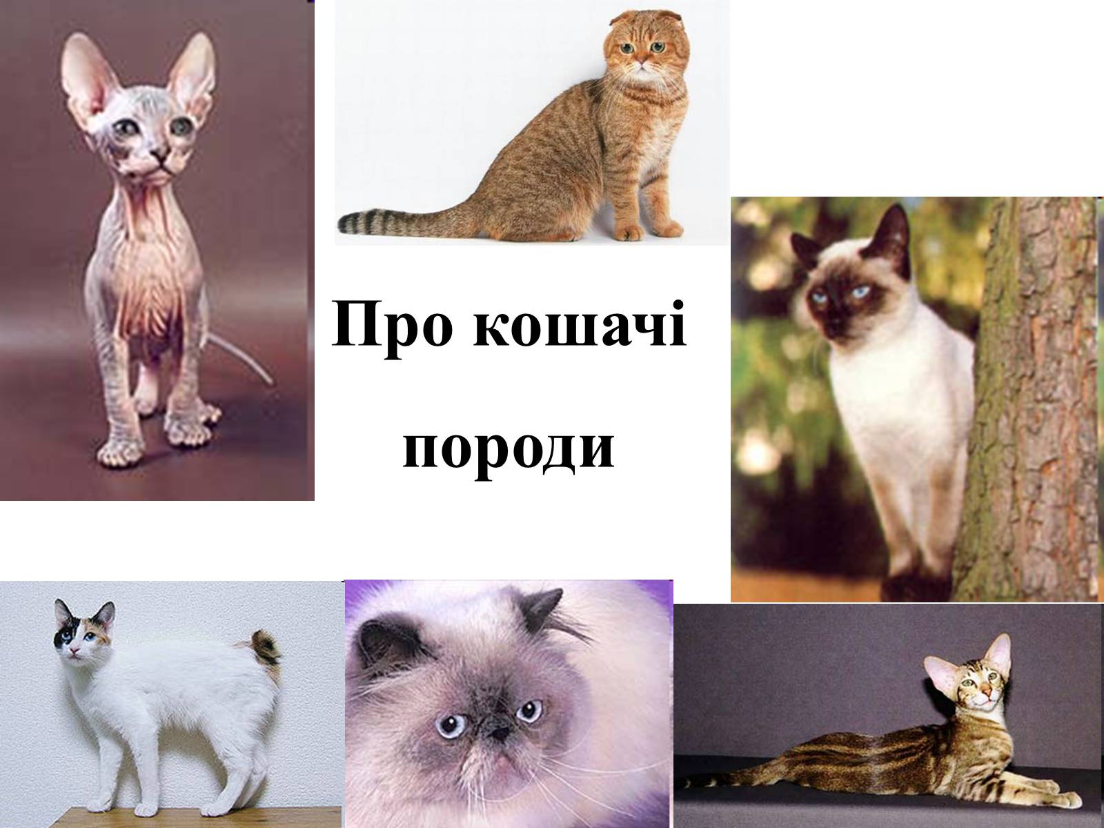 Презентація на тему «Множення раціональних чисел» - Слайд #18 Презентація на тему «Множення раціональних чисел» - Слайд #18