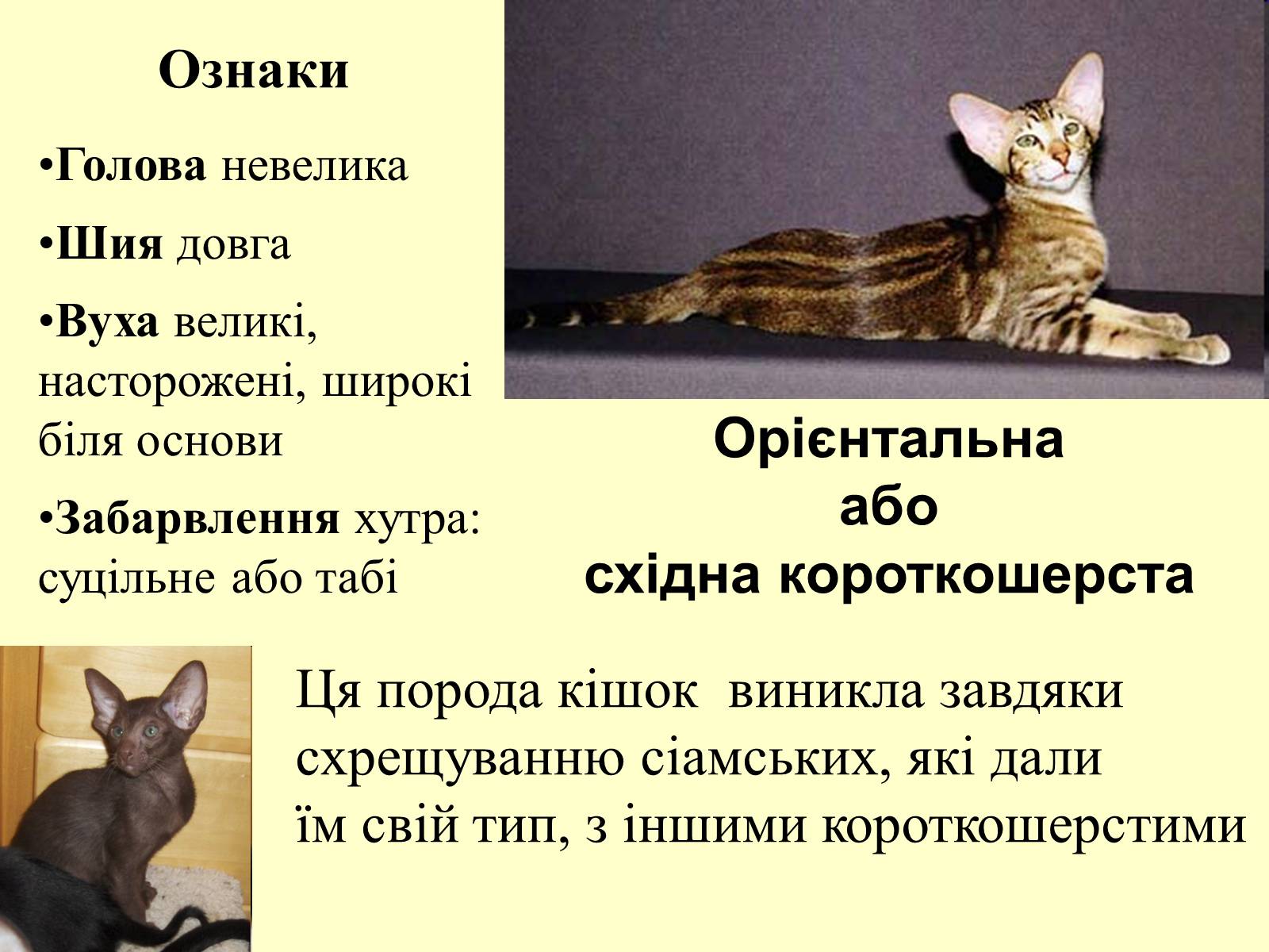 Презентація на тему «Множення раціональних чисел» - Слайд #28 Презентація на тему «Множення раціональних чисел» - Слайд #28
