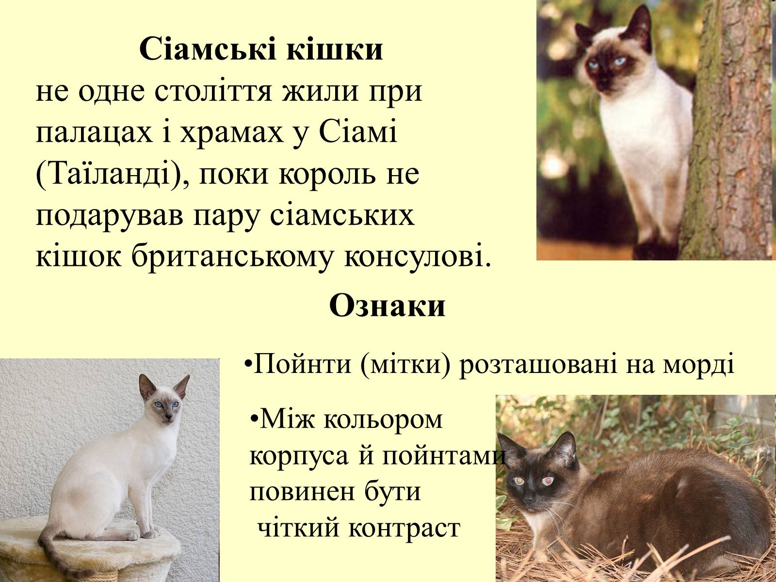 Презентація на тему «Множення раціональних чисел» - Слайд #30 Презентація на тему «Множення раціональних чисел» - Слайд #30