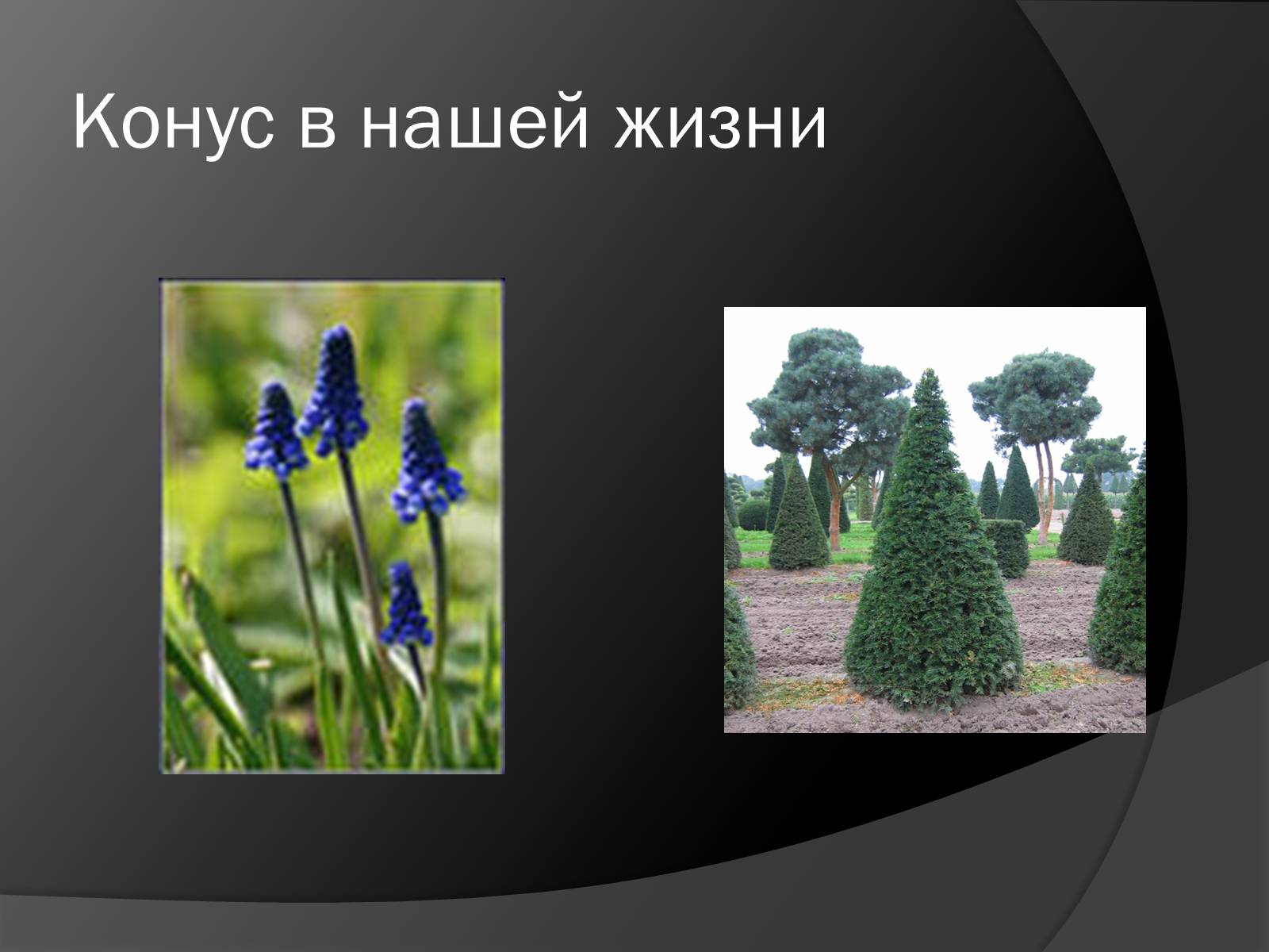 Презентація на тему «Конус» (варіант 2) - Слайд #10 Презентація на тему «Конус» (варіант 2) - Слайд #10