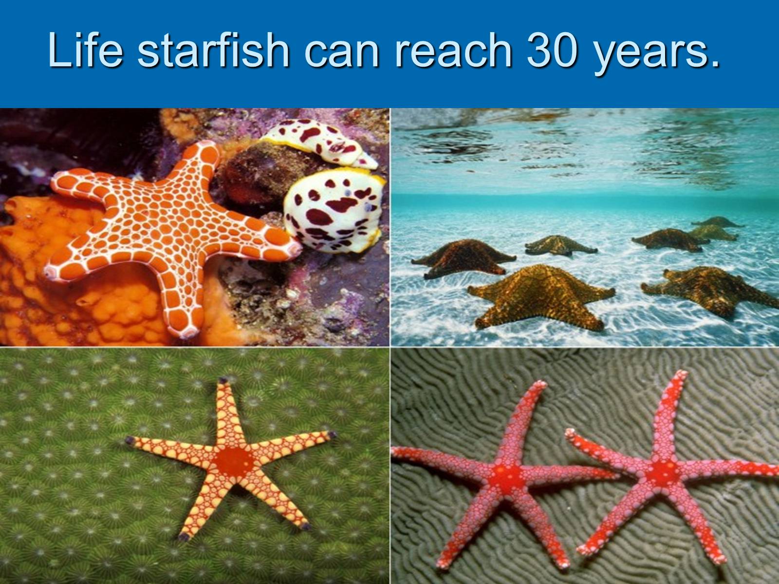 Презентація на тему «Starfish» - Слайд #10 Презентація на тему «Starfish» - Слайд #10