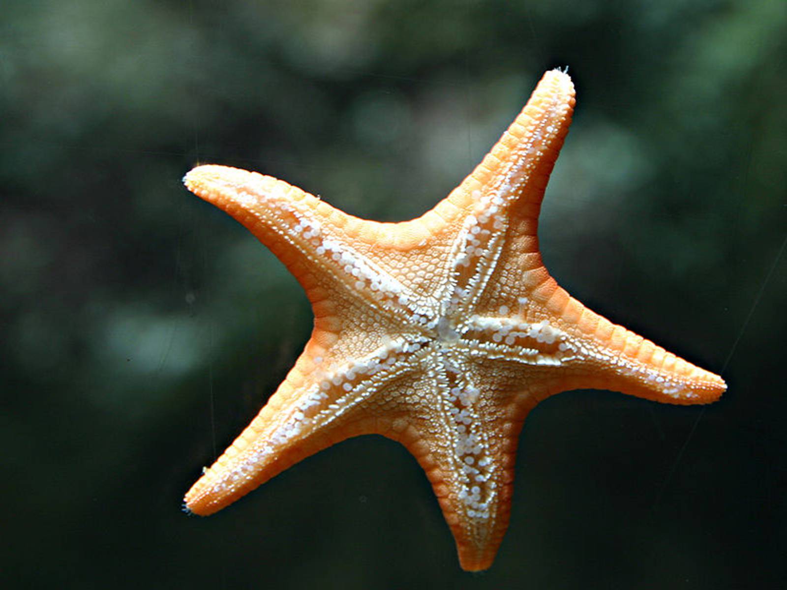 Презентація на тему «Starfish» - Слайд #14 Презентація на тему «Starfish» - Слайд #14