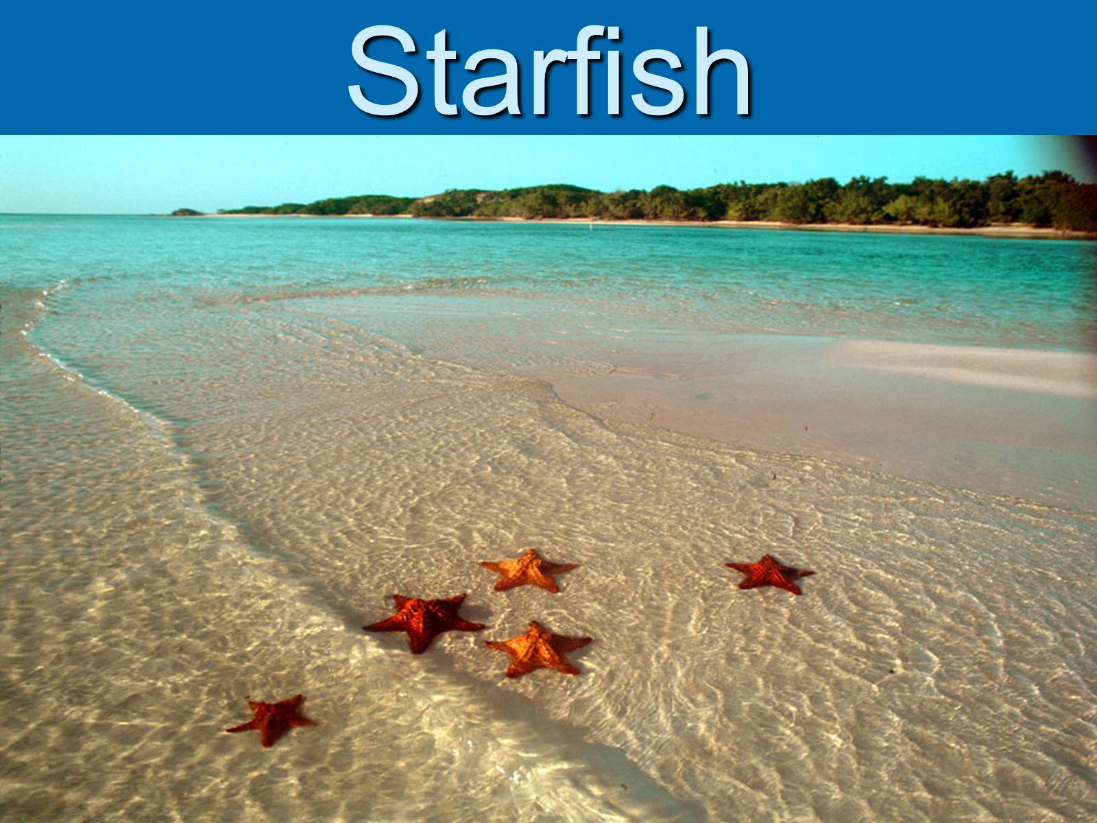 Презентація на тему «Starfish» - Слайд #2 Презентація на тему «Starfish» - Слайд #2