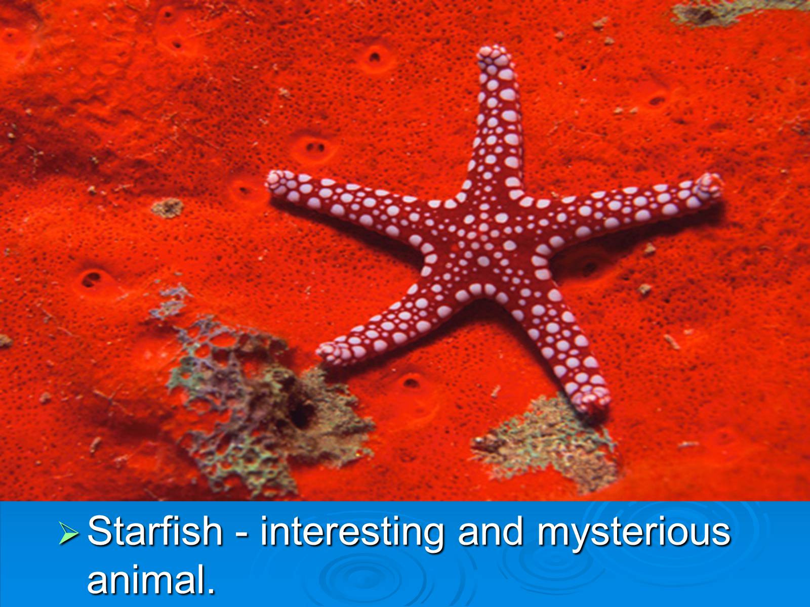 Презентація на тему «Starfish» - Слайд #3 Презентація на тему «Starfish» - Слайд #3