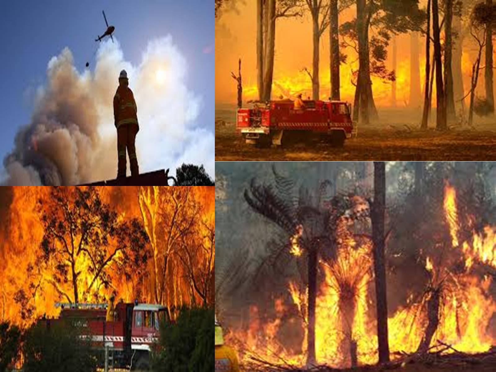 Презентація на тему «Black Saturday bushfires» - Слайд #10 Презентація на тему «Black Saturday bushfires» - Слайд #10