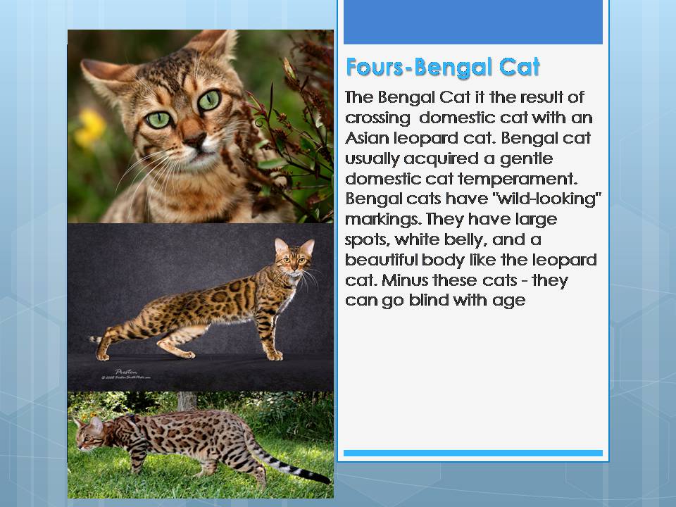 Презентація на тему «The most unusual pets» - Слайд #6 Презентація на тему «The most unusual pets» - Слайд #6