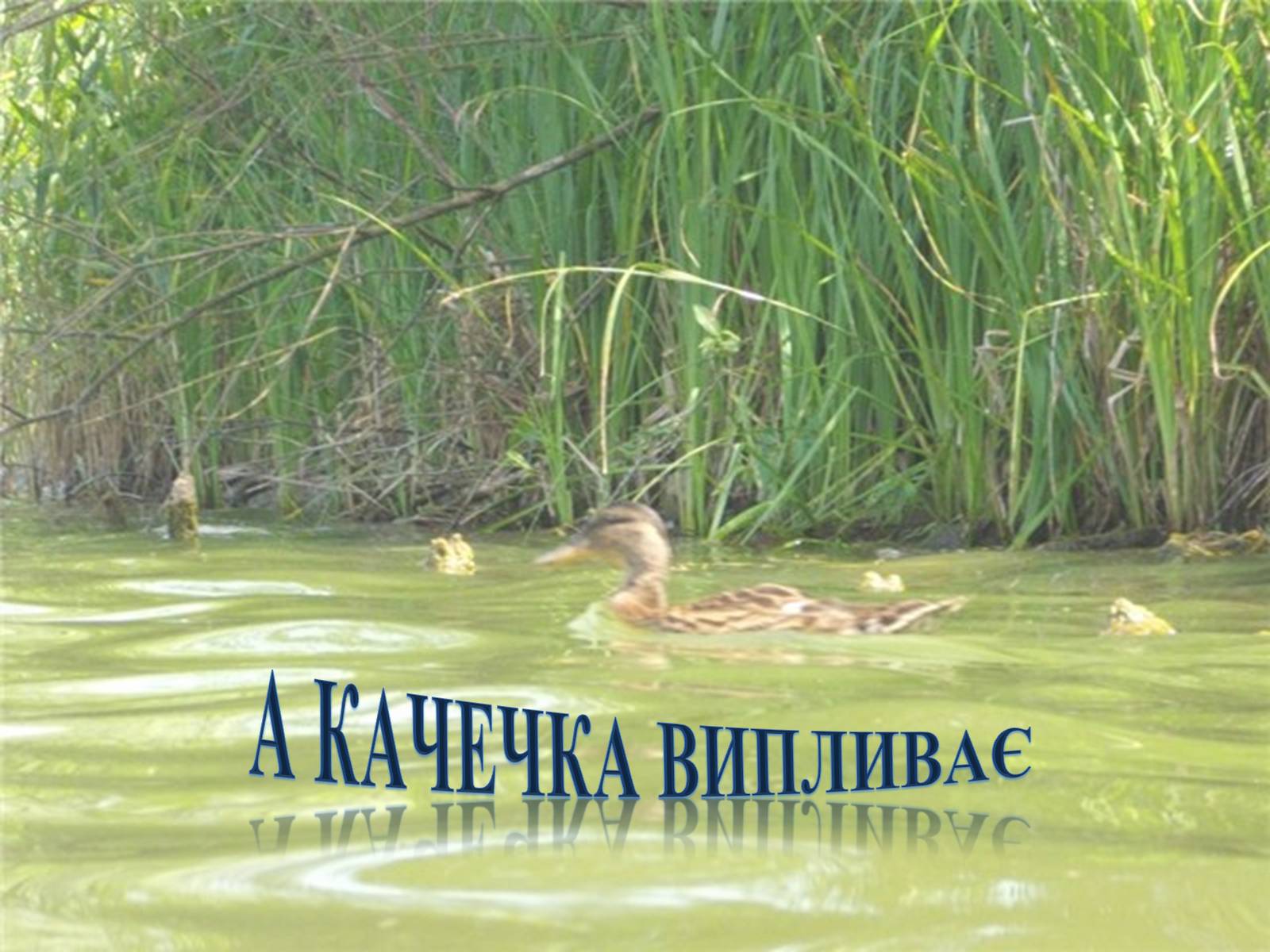 Презентація на тему «Тече вода...» - Слайд #19 Презентація на тему «Тече вода...» - Слайд #19
