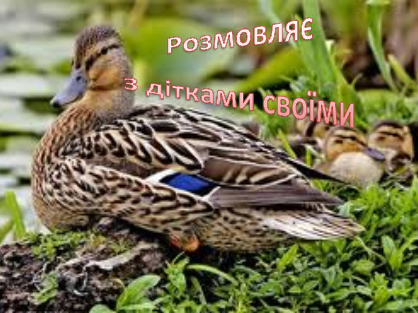 Презентація на тему «Тече вода...» - Слайд #22 Презентація на тему «Тече вода...» - Слайд #22
