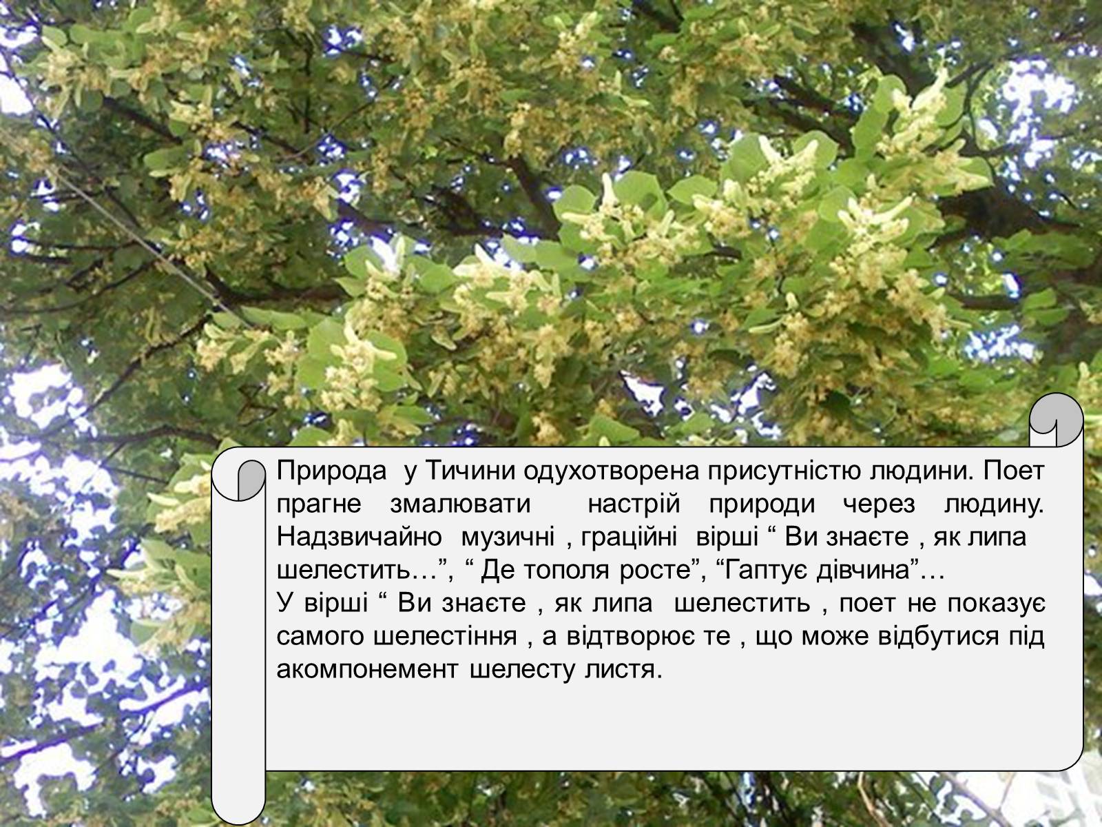 Презентація на тему «Сонячні кларнети» - Слайд #6 Презентація на тему «Сонячні кларнети» - Слайд #6