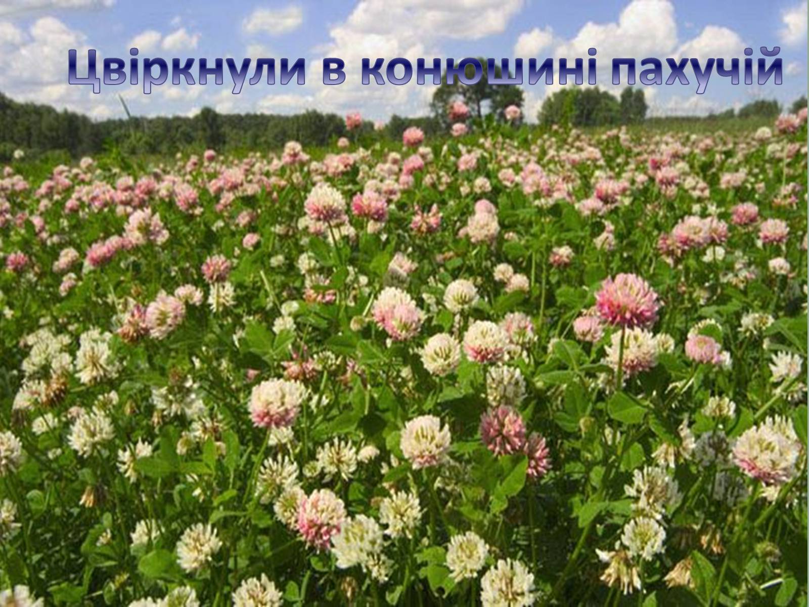 Презентація на тему «Богдан-Ігор Антонич» (варіант 6) - Слайд #14 Презентація на тему «Богдан-Ігор Антонич» (варіант 6) - Слайд #14