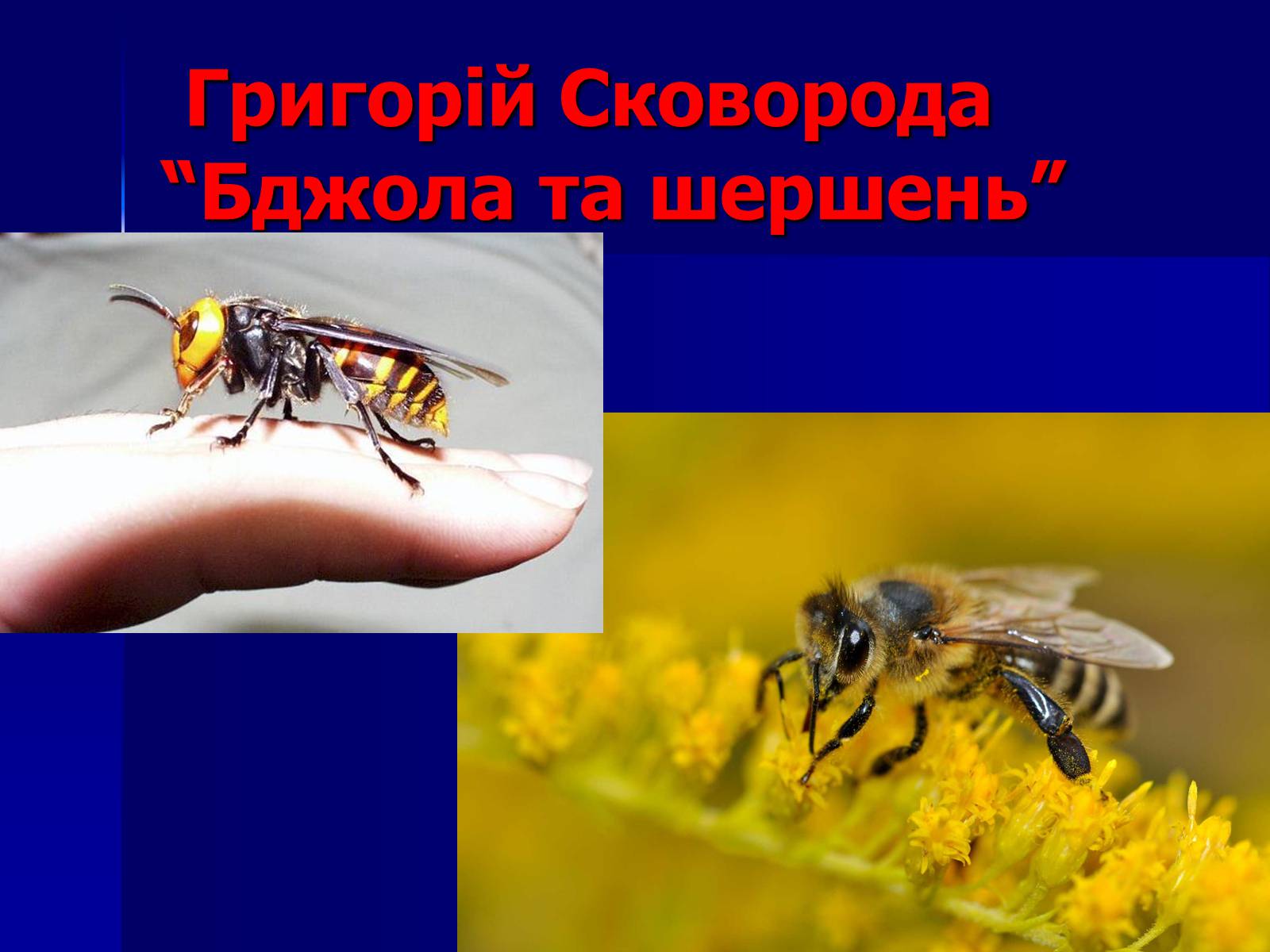 Презентація на тему «Флеш-карта з української літератури» - Слайд #24 Презентація на тему «Флеш-карта з української літератури» - Слайд #24