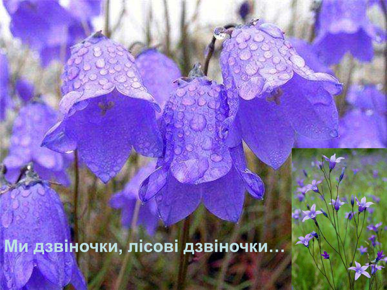 Презентація на тему «Павло Тичина» (варіант 2) - Слайд #2 Презентація на тему «Павло Тичина» (варіант 2) - Слайд #2
