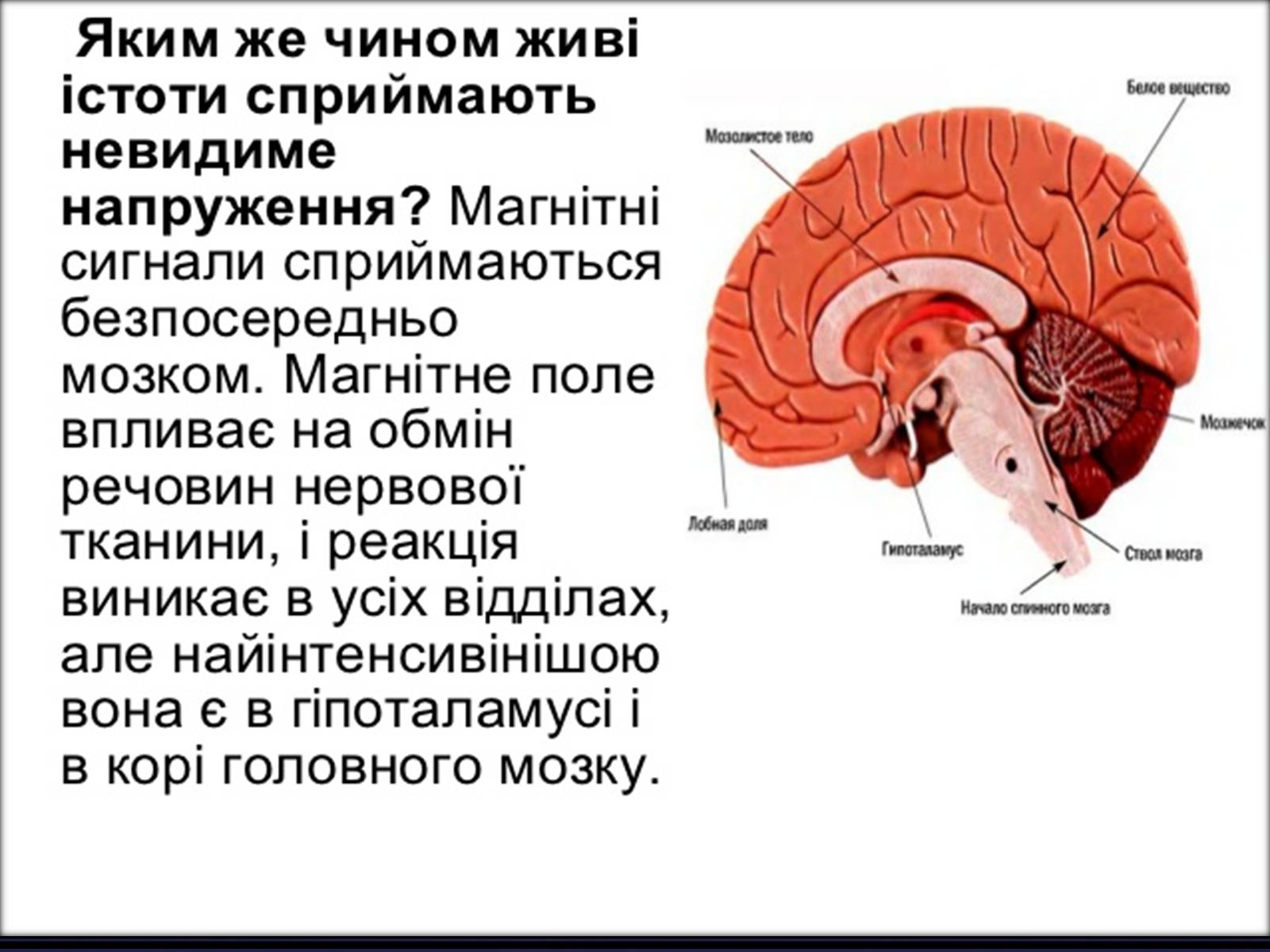 Презентація на тему «Вплив магнітного поля на живі організми» (варіант 2) - Слайд #11
