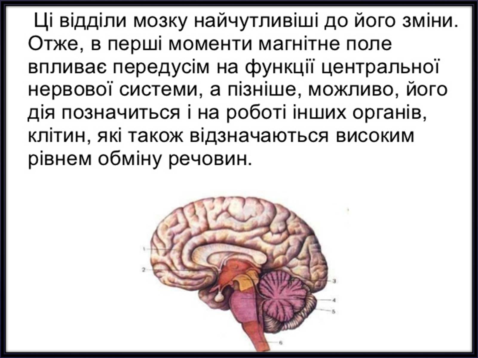 Презентація на тему «Вплив магнітного поля на живі організми» (варіант 2) - Слайд #12