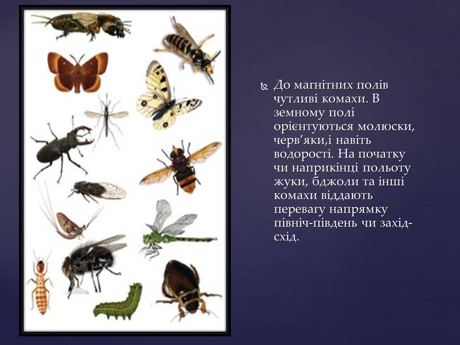 Презентація на тему «Вплив магнітного поля на живі організми» (варіант 2) - Слайд #8