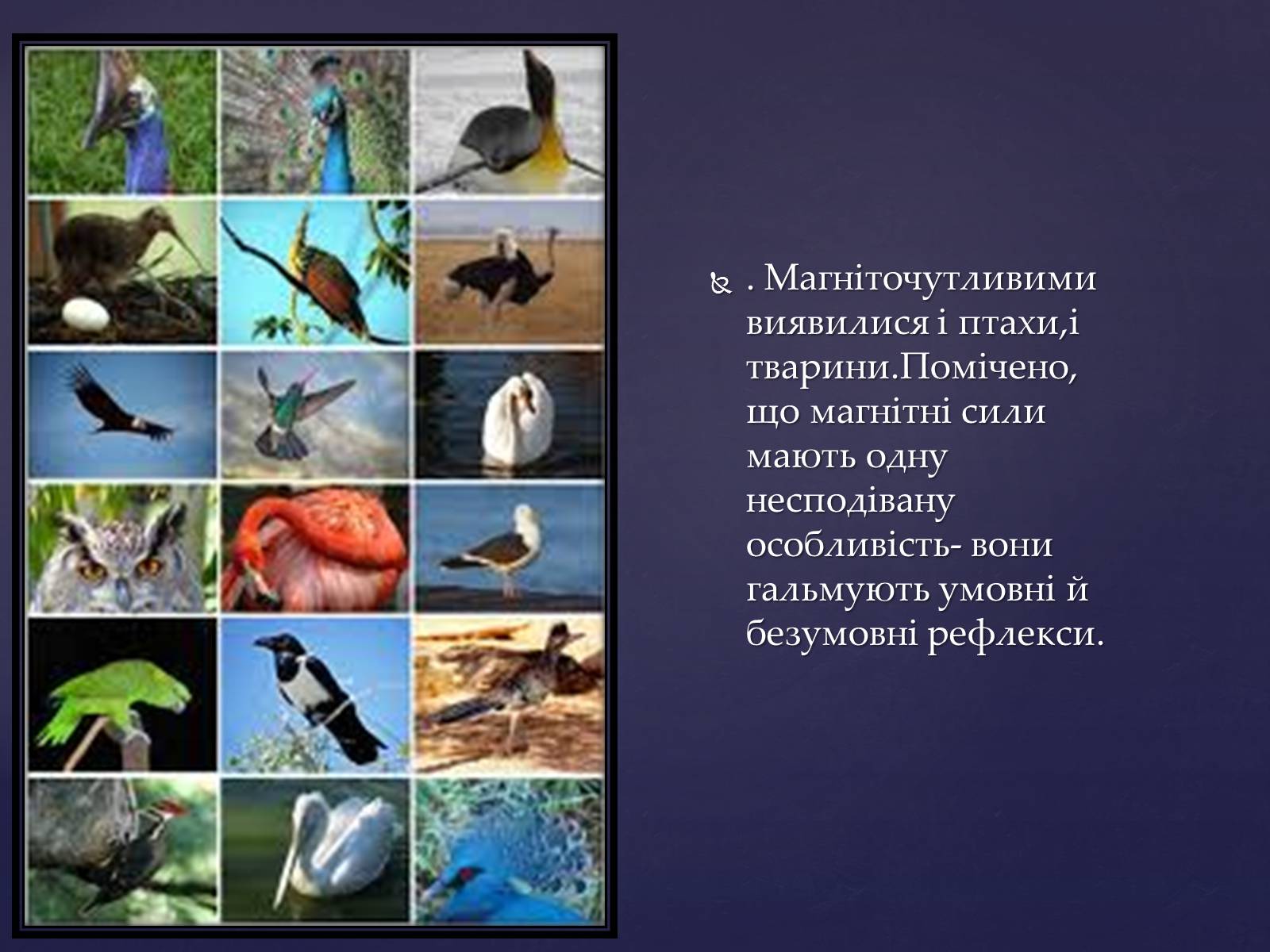 Презентація на тему «Вплив магнітного поля на живі організми» (варіант 2) - Слайд #9