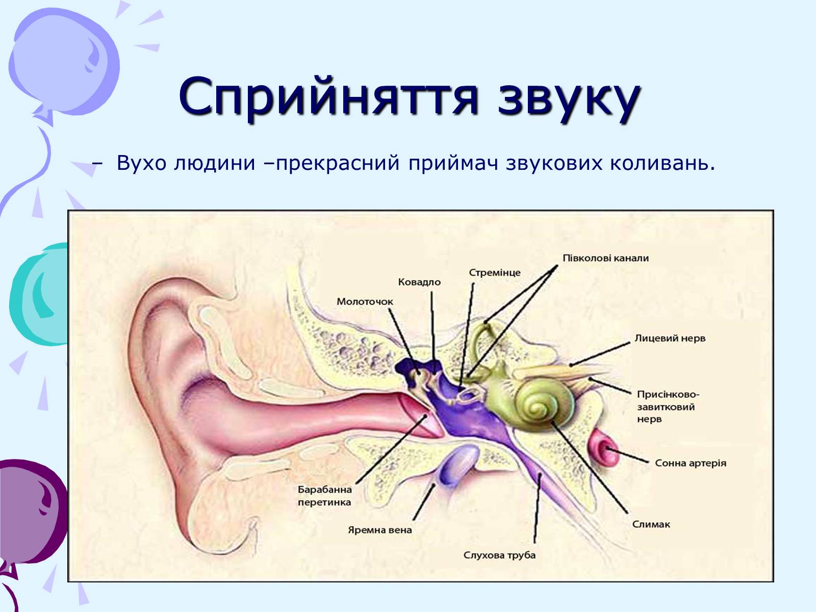 Презентація на тему «Звуки. Характеристики звуку» - Слайд #6 Презентація на тему «Звуки. Характеристики звуку» - Слайд #6