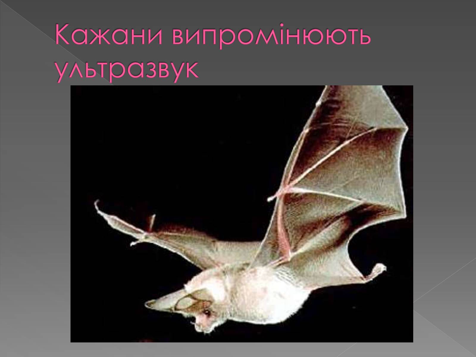 Презентація на тему «Використання інфра- та ультразвуків в житті людей» - Слайд #17 Презентація на тему «Використання інфра- та ультразвуків в житті людей» - Слайд #17