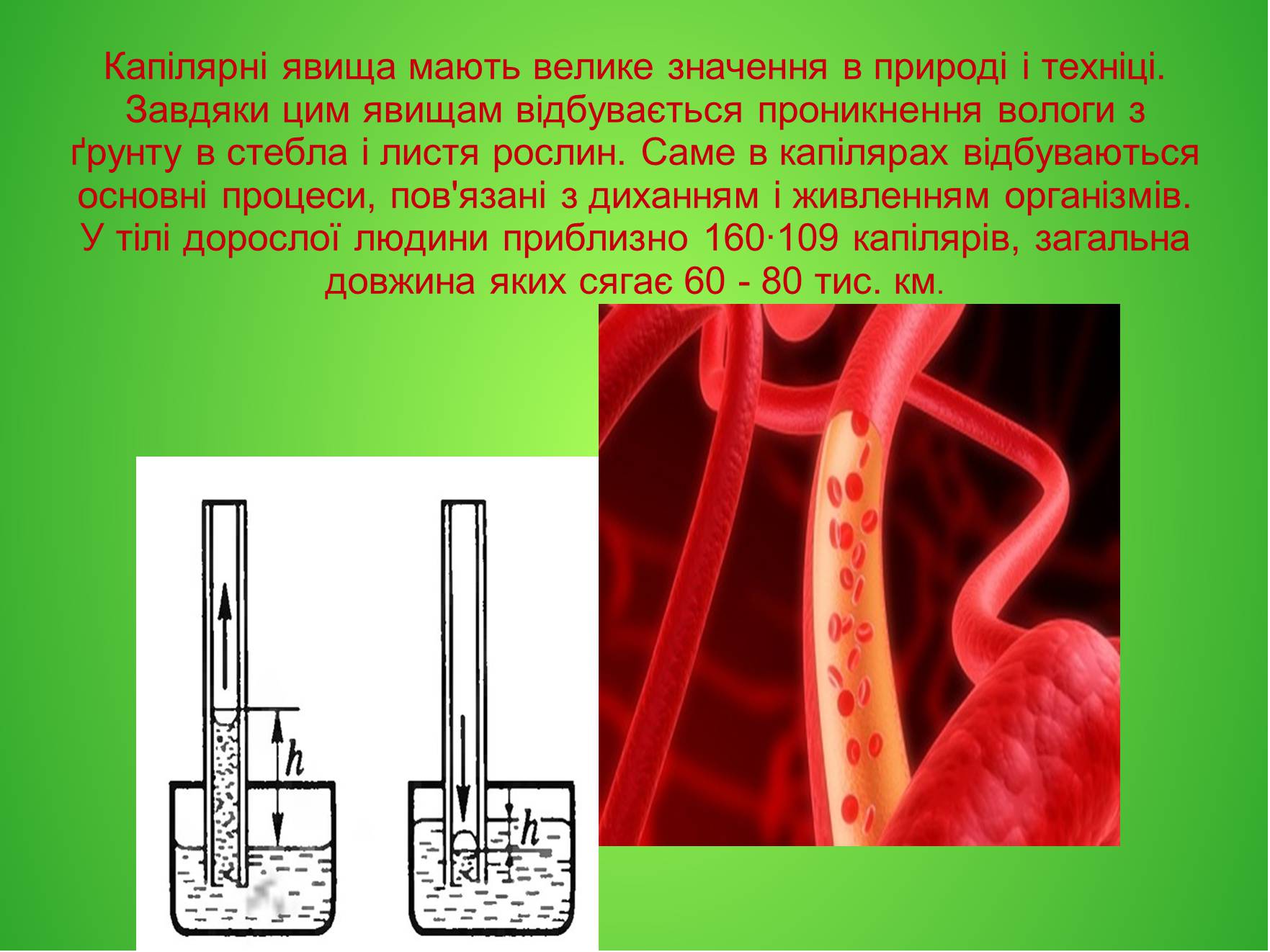 Презентація на тему «Явище змочування та капілярності в побуті» - Слайд #5