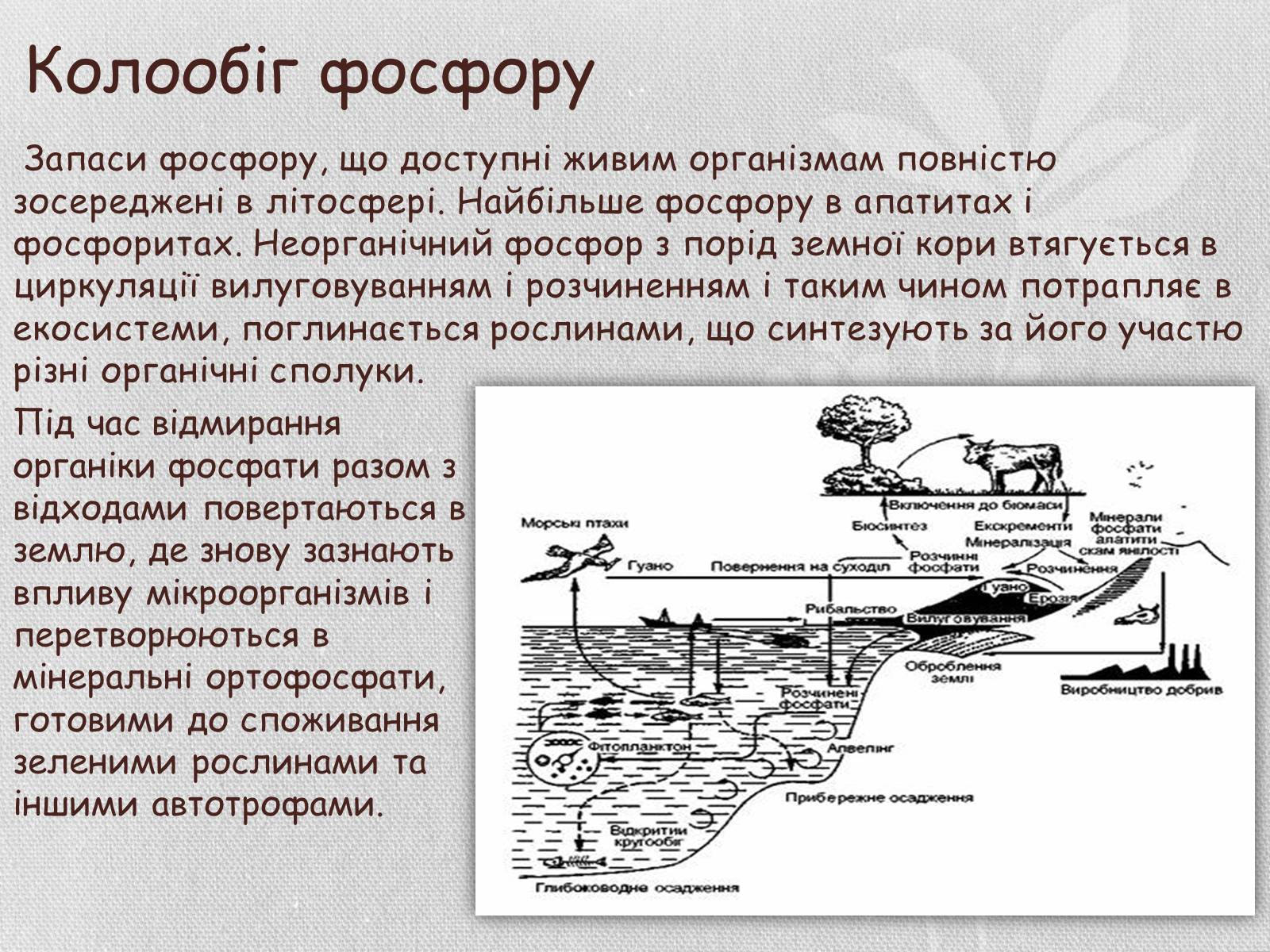 Презентація на тему «Колообіг речовин і потоки енергії як основні системоутворювальні чинники» (варіант 1) - Слайд #17 Презентація на тему «Колообіг речовин і потоки енергії як основні системоутворювальні чинники» (варіант 1) - Слайд #17