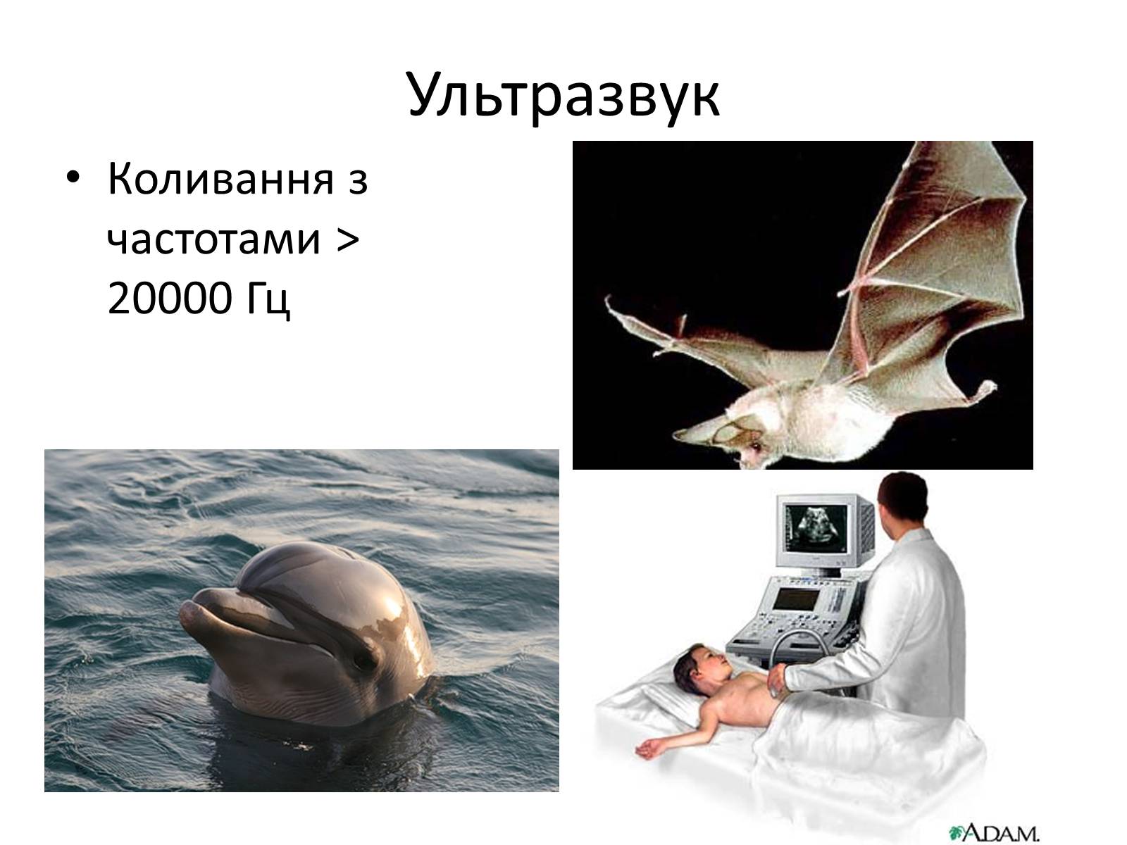 Презентація на тему «Механічні хвилі. Звук» - Слайд #13 Презентація на тему «Механічні хвилі. Звук» - Слайд #13