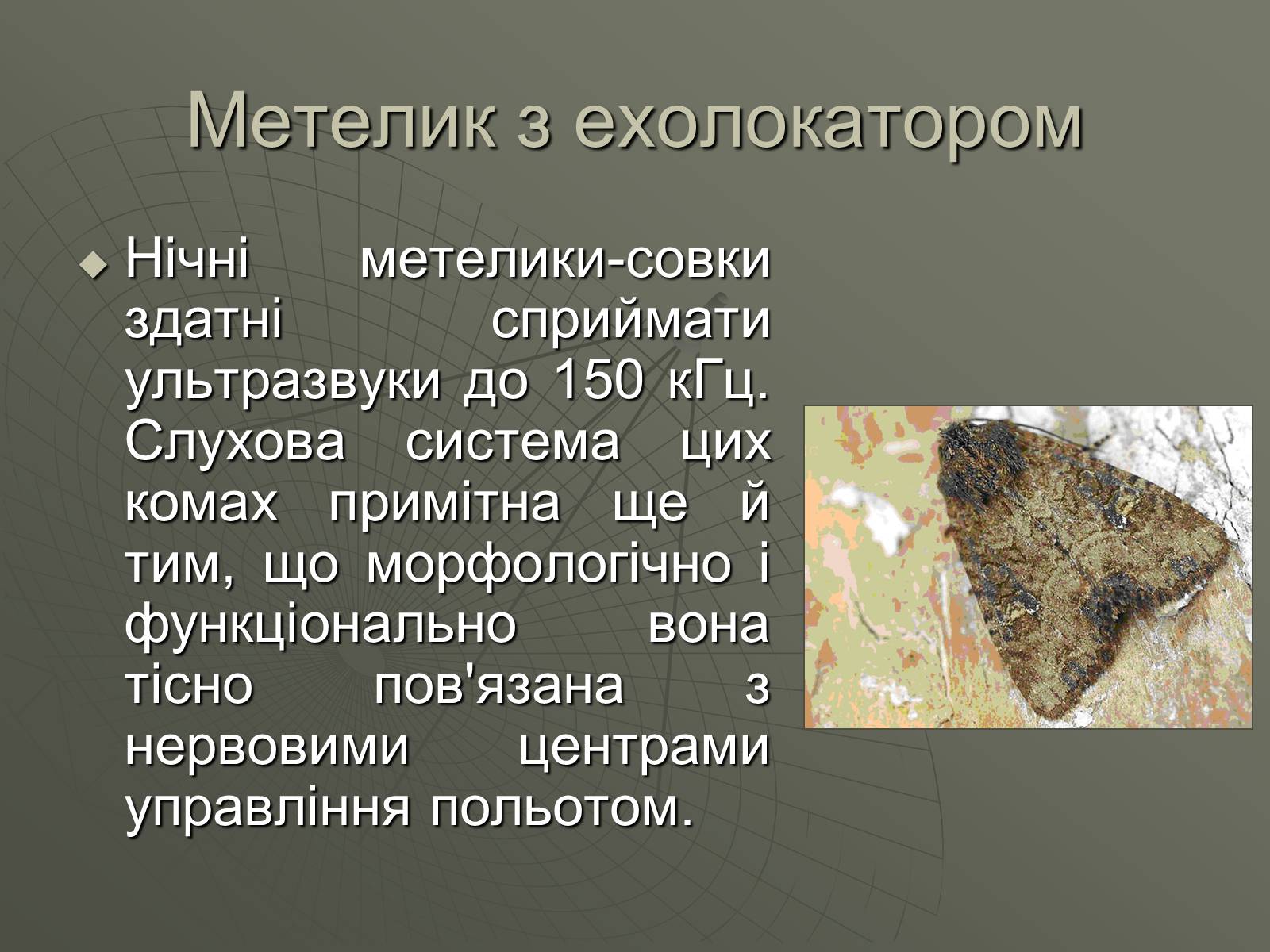 Презентація на тему «УЛЬТРАЗВУК та ІНФРАЗВУК» (варіант 1) - Слайд #4 Презентація на тему «УЛЬТРАЗВУК та ІНФРАЗВУК» (варіант 1) - Слайд #4