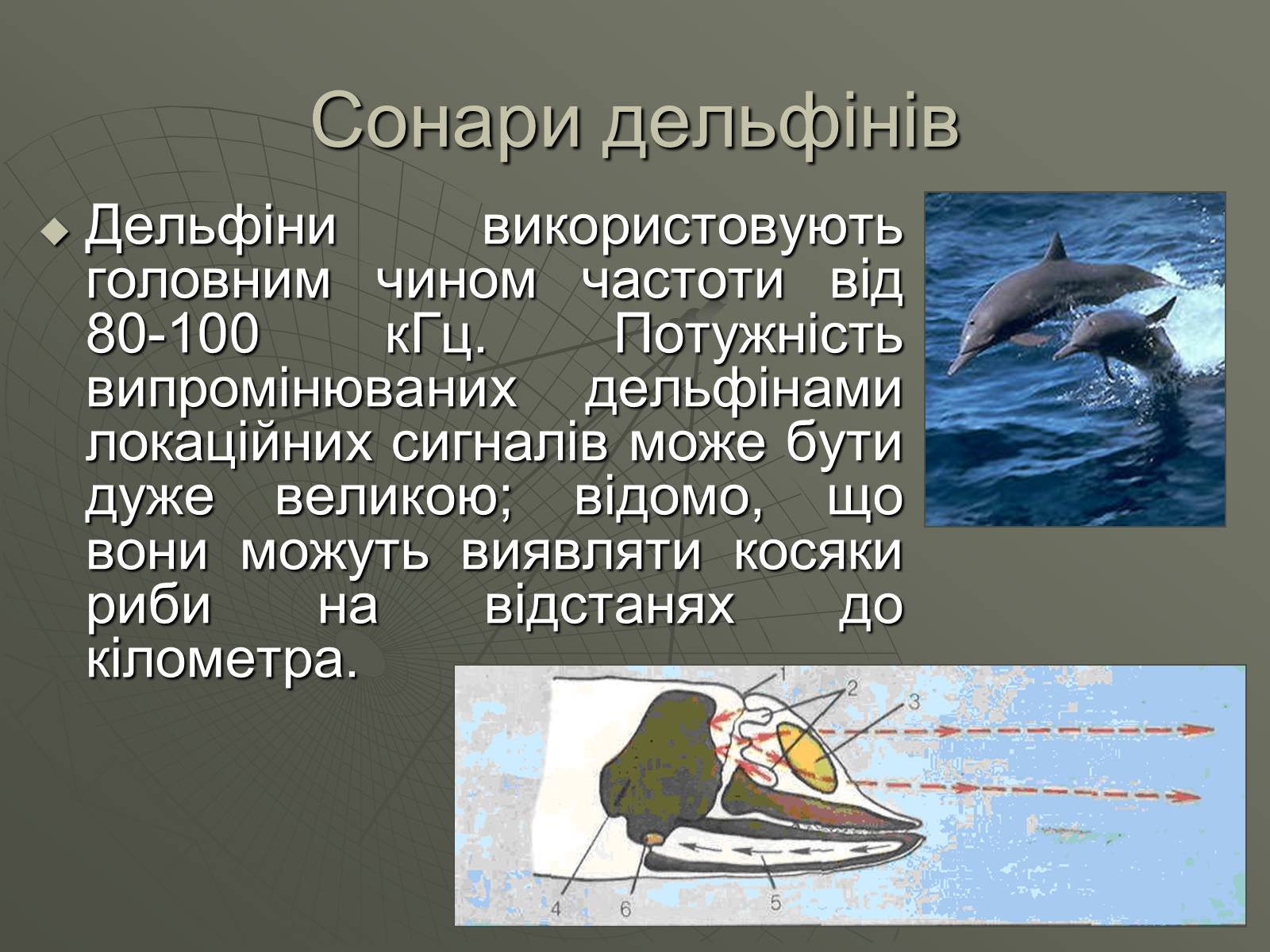Презентація на тему «УЛЬТРАЗВУК та ІНФРАЗВУК» (варіант 1) - Слайд #5 Презентація на тему «УЛЬТРАЗВУК та ІНФРАЗВУК» (варіант 1) - Слайд #5