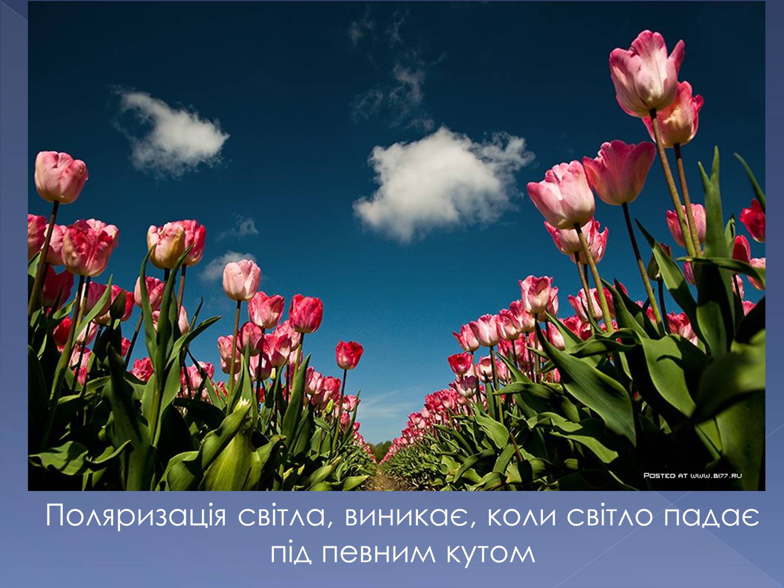 Презентація на тему «Дисперсія та поляризація світла» - Слайд #14 Презентація на тему «Дисперсія та поляризація світла» - Слайд #14