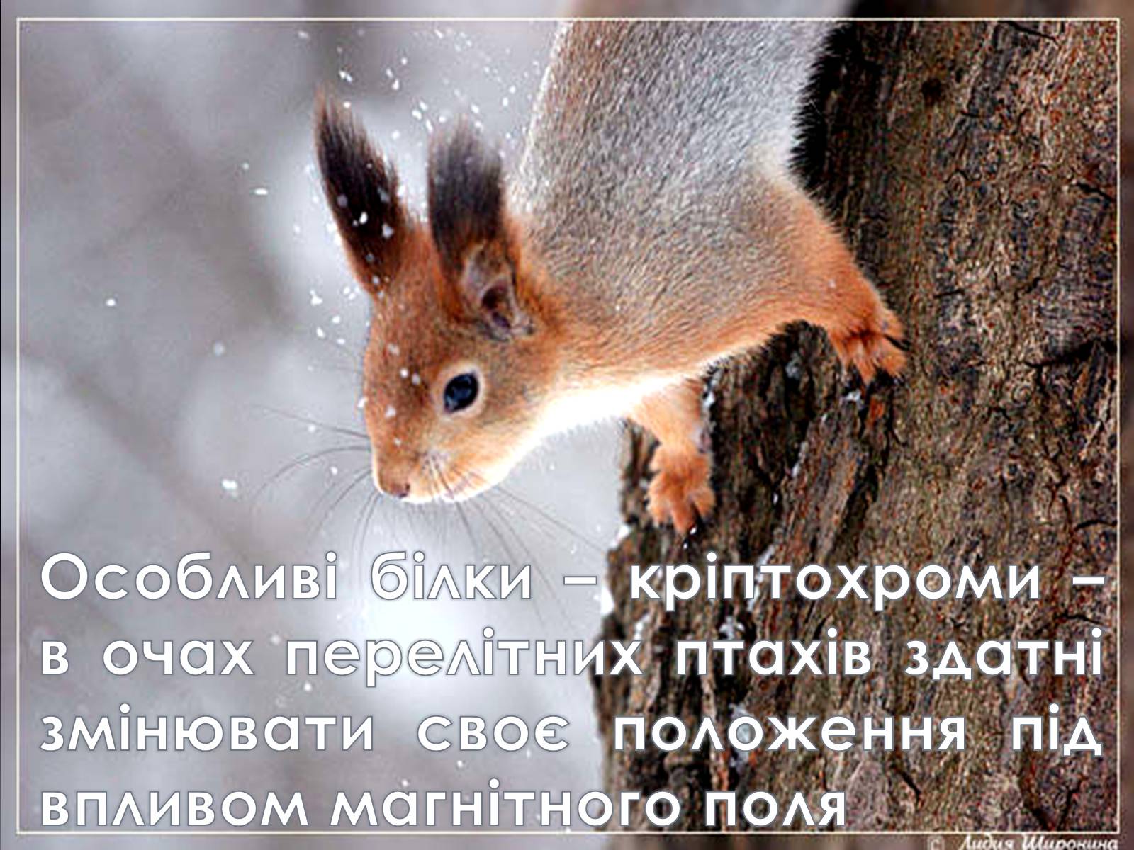 Презентація на тему «Магнітне поле» (варіант 4) - Слайд #9 Презентація на тему «Магнітне поле» (варіант 4) - Слайд #9