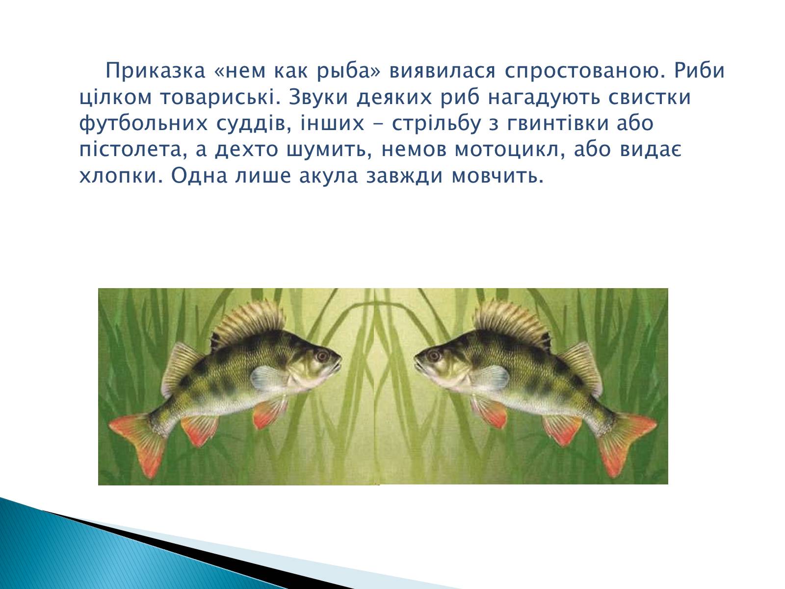 Презентація на тему «Джерела звуку. Звукові коливання» - Слайд #6 Презентація на тему «Джерела звуку. Звукові коливання» - Слайд #6