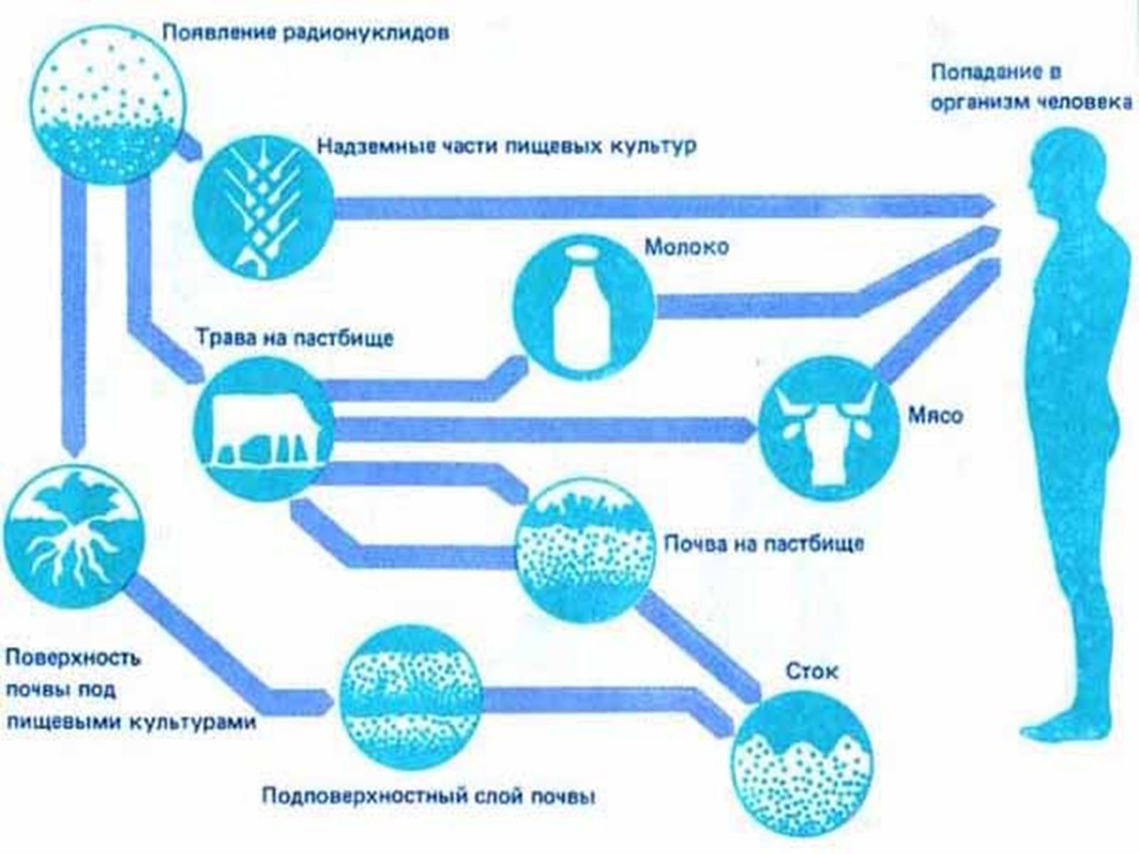 Презентація на тему «Вплив радіоактивного випромінювання на живі організми» (варіант 3) - Слайд #7 Презентація на тему «Вплив радіоактивного випромінювання на живі організми» (варіант 3) - Слайд #7