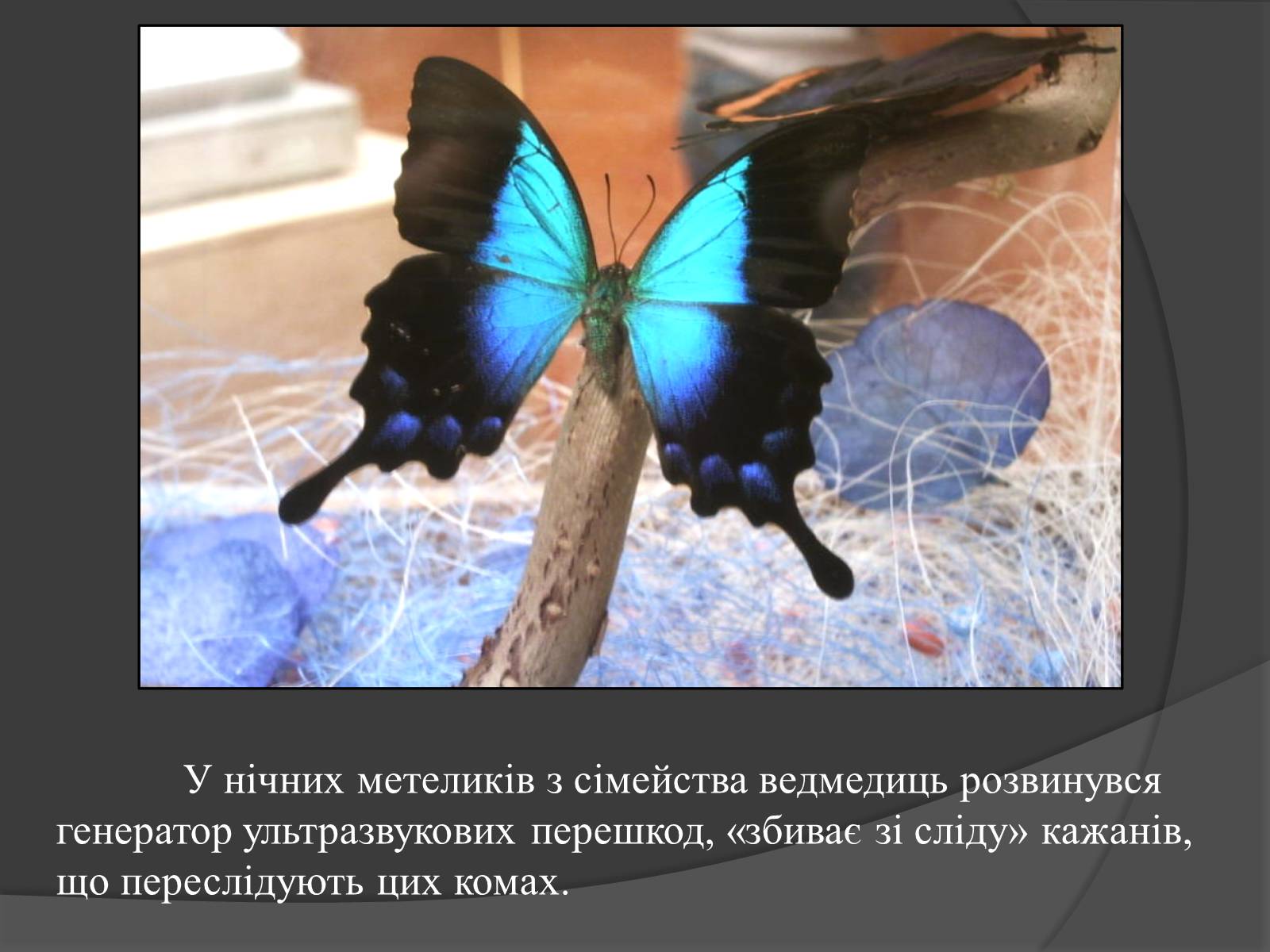 Презентація на тему «Ультразвук» (варіант 1) - Слайд #6 Презентація на тему «Ультразвук» (варіант 1) - Слайд #6