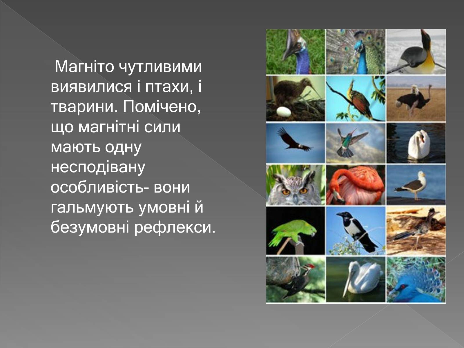Презентація на тему «Вплив магнітного поля на живі організми» (варіант 3) - Слайд #10 Презентація на тему «Вплив магнітного поля на живі організми» (варіант 3) - Слайд #10