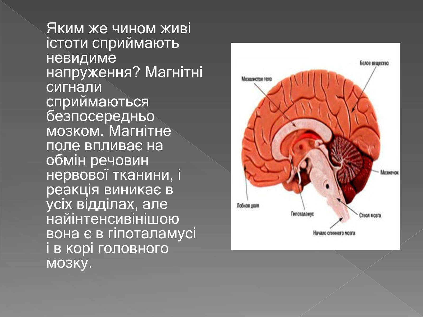 Презентація на тему «Вплив магнітного поля на живі організми» (варіант 3) - Слайд #12 Презентація на тему «Вплив магнітного поля на живі організми» (варіант 3) - Слайд #12
