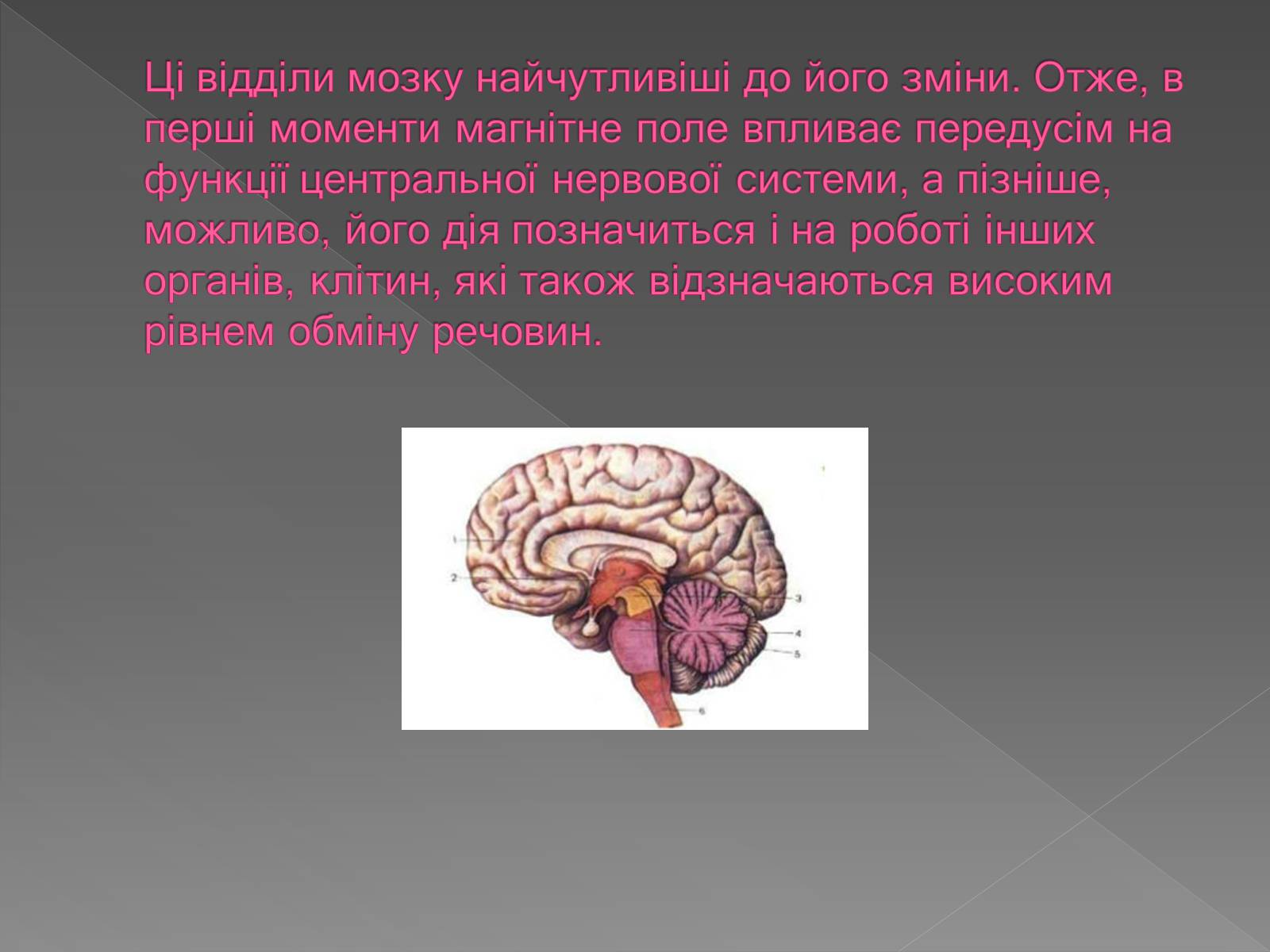 Презентація на тему «Вплив магнітного поля на живі організми» (варіант 3) - Слайд #13 Презентація на тему «Вплив магнітного поля на живі організми» (варіант 3) - Слайд #13