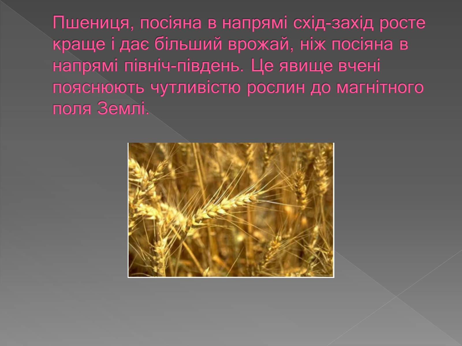 Презентація на тему «Вплив магнітного поля на живі організми» (варіант 3) - Слайд #6 Презентація на тему «Вплив магнітного поля на живі організми» (варіант 3) - Слайд #6