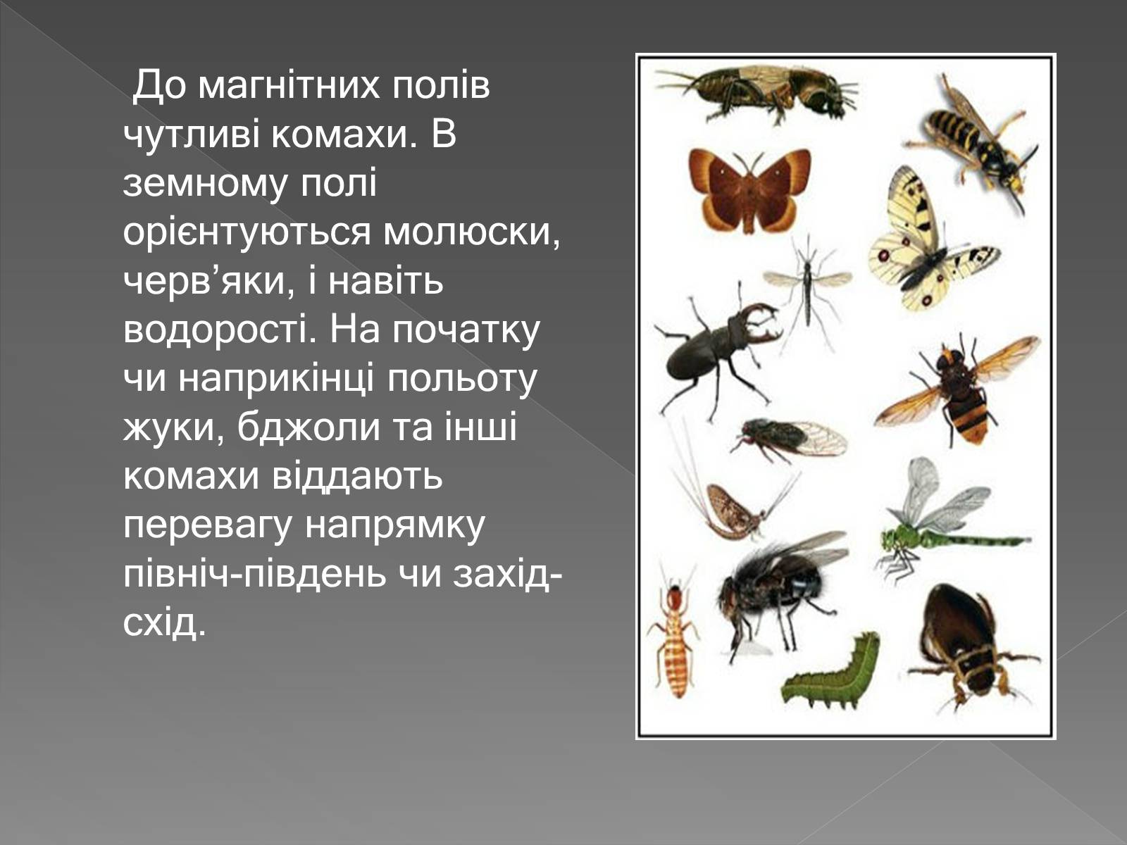 Презентація на тему «Вплив магнітного поля на живі організми» (варіант 3) - Слайд #9 Презентація на тему «Вплив магнітного поля на живі організми» (варіант 3) - Слайд #9