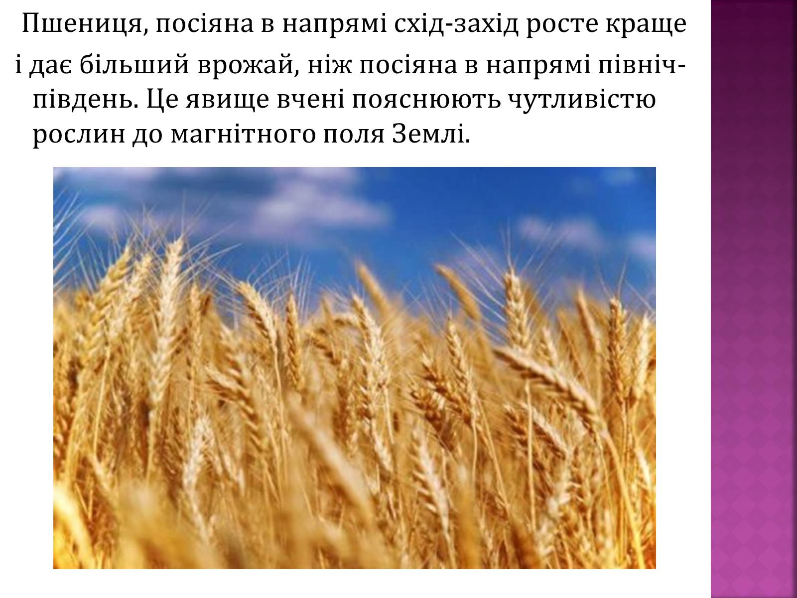 Презентація на тему «Вплив магнітного поля на живі організми» (варіант 5) - Слайд #6 Презентація на тему «Вплив магнітного поля на живі організми» (варіант 5) - Слайд #6