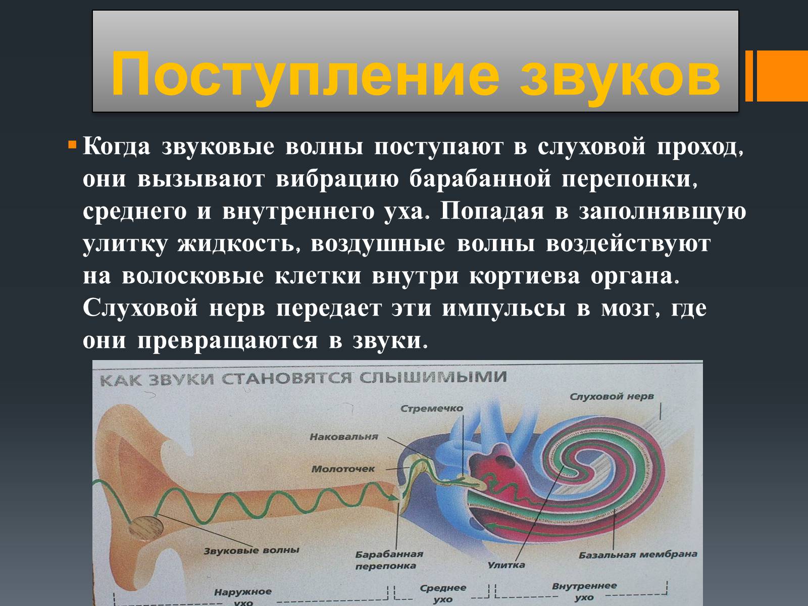 Презентація на тему «Акустический шум и его воздействие на организм человека» - Слайд #3 Презентація на тему «Акустический шум и его воздействие на организм человека» - Слайд #3