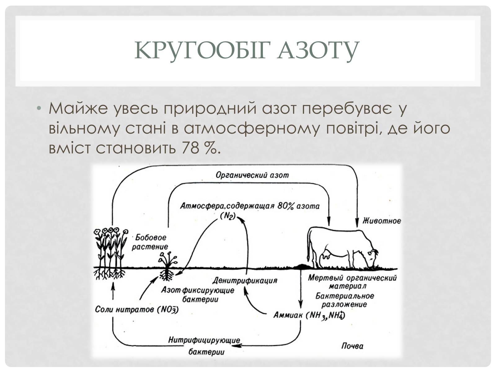 Презентація на тему «Кругообіг речовин і енергії» - Слайд #6 Презентація на тему «Кругообіг речовин і енергії» - Слайд #6