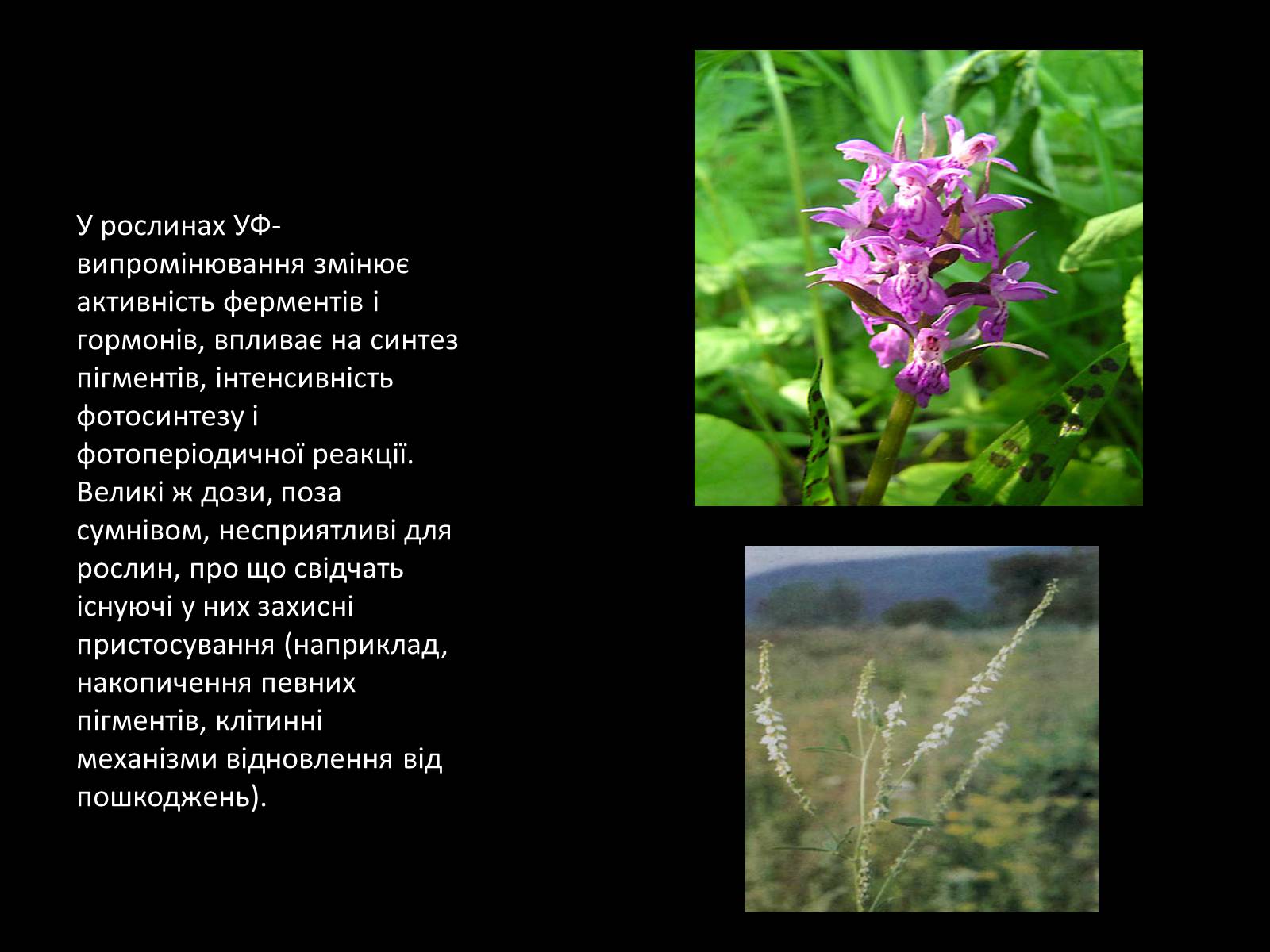 Презентація на тему «Ультрафіолетове випромінювання» (варіант 3) - Слайд #12 Презентація на тему «Ультрафіолетове випромінювання» (варіант 3) - Слайд #12