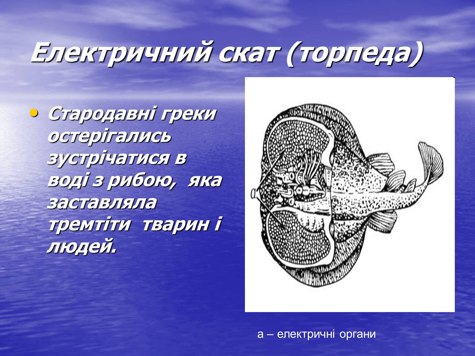 Презентація на тему «Струм у живій природі» - Слайд #15 Презентація на тему «Струм у живій природі» - Слайд #15