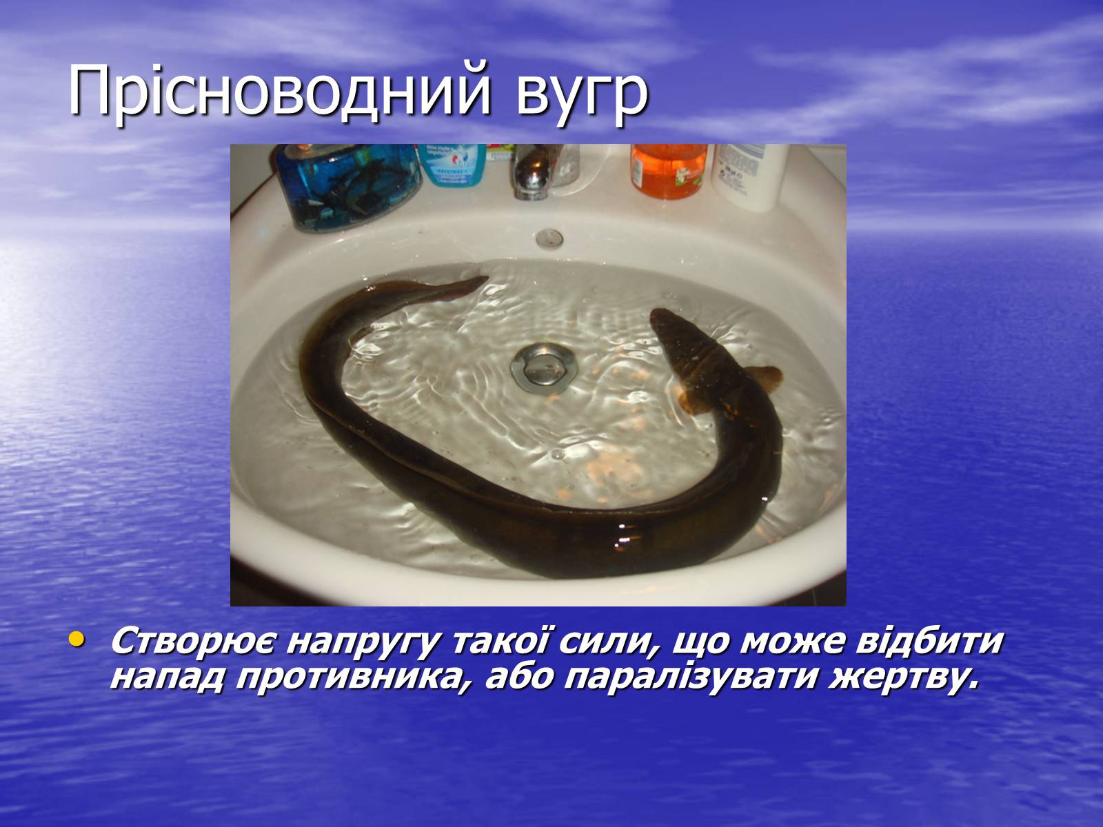 Презентація на тему «Струм у живій природі» - Слайд #16 Презентація на тему «Струм у живій природі» - Слайд #16