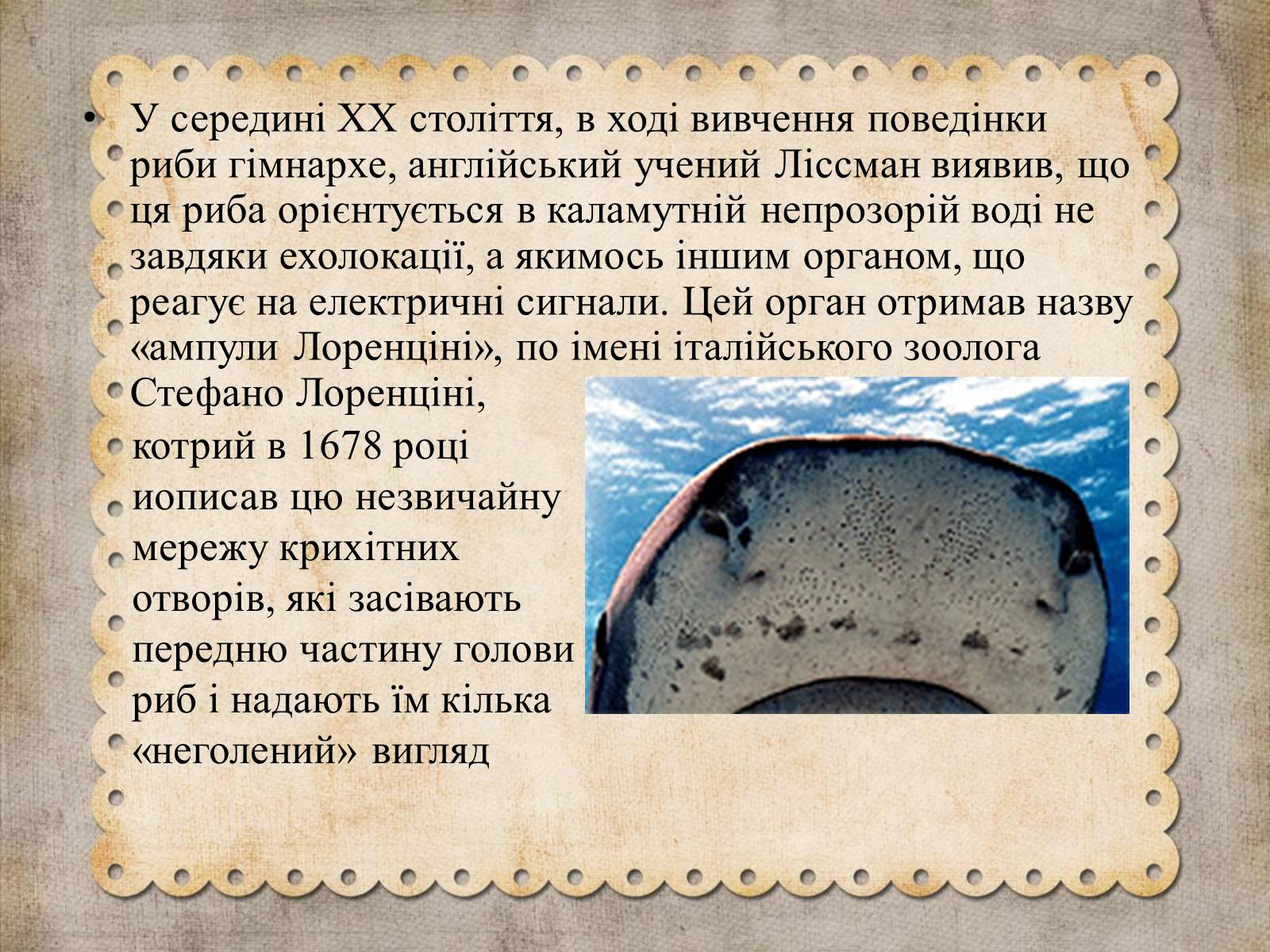 Презентація на тему «Як акули «використовують» закон Ома» - Слайд #3 Презентація на тему «Як акули «використовують» закон Ома» - Слайд #3