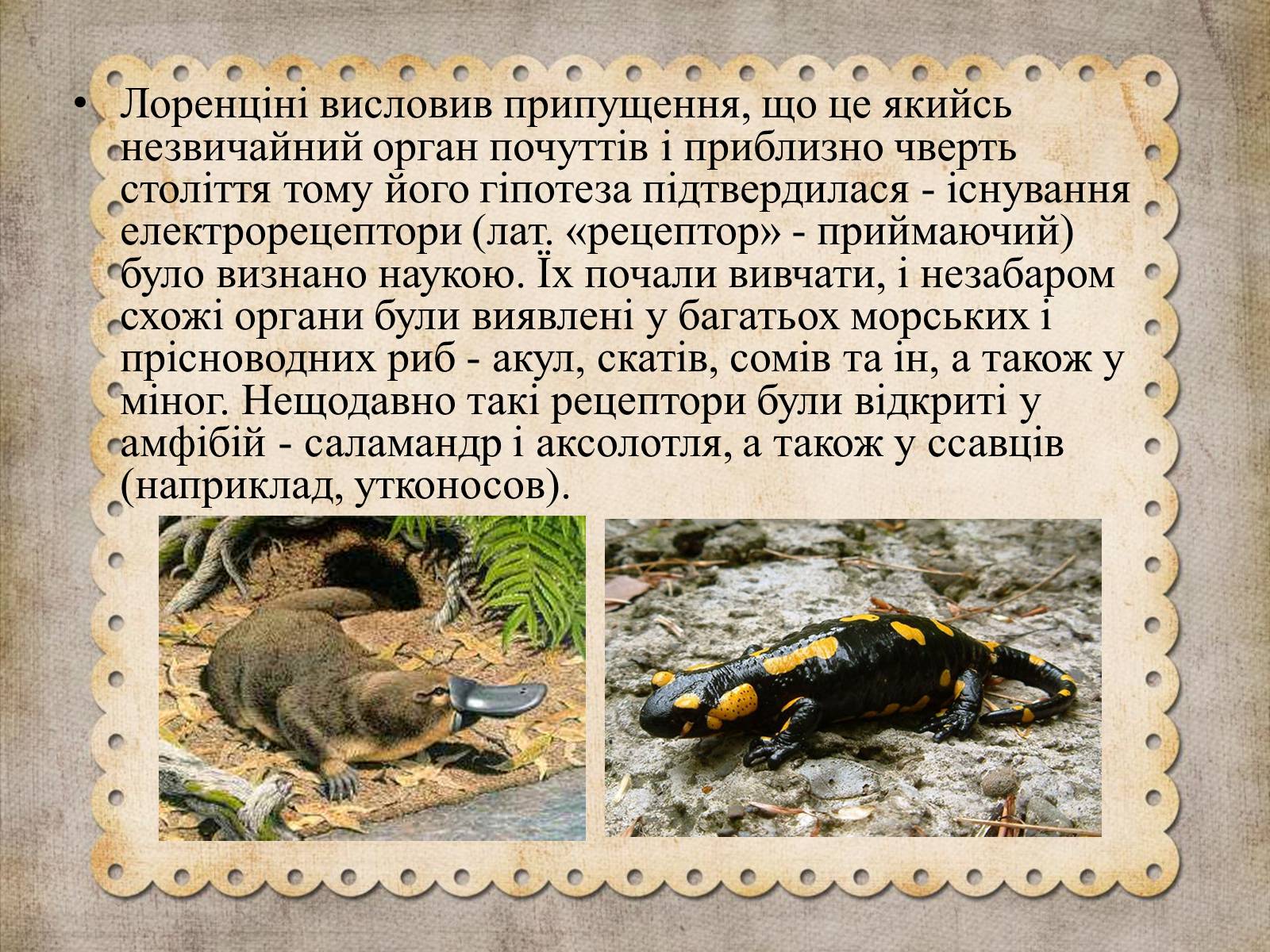 Презентація на тему «Як акули «використовують» закон Ома» - Слайд #4 Презентація на тему «Як акули «використовують» закон Ома» - Слайд #4