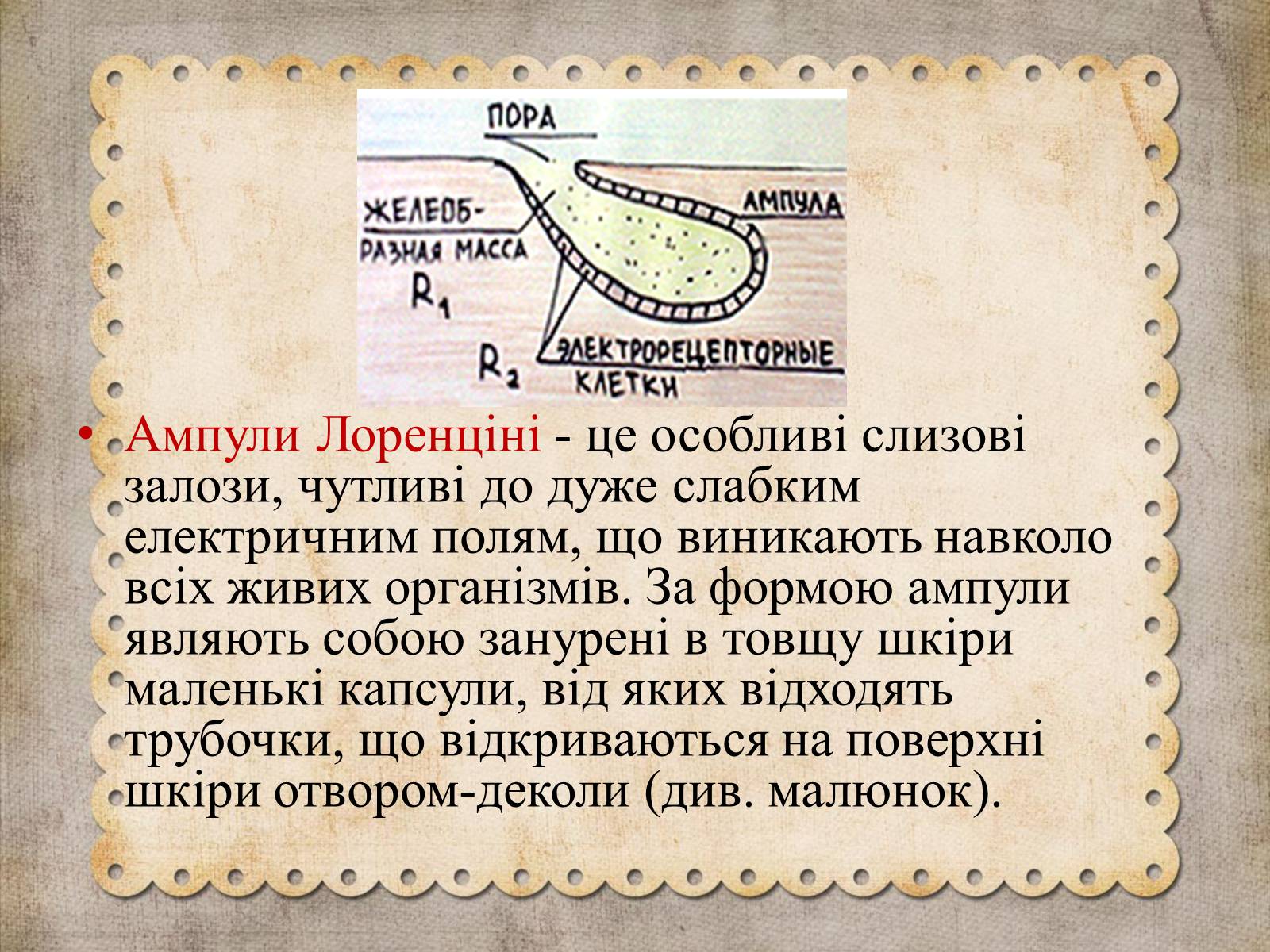 Презентація на тему «Як акули «використовують» закон Ома» - Слайд #5 Презентація на тему «Як акули «використовують» закон Ома» - Слайд #5