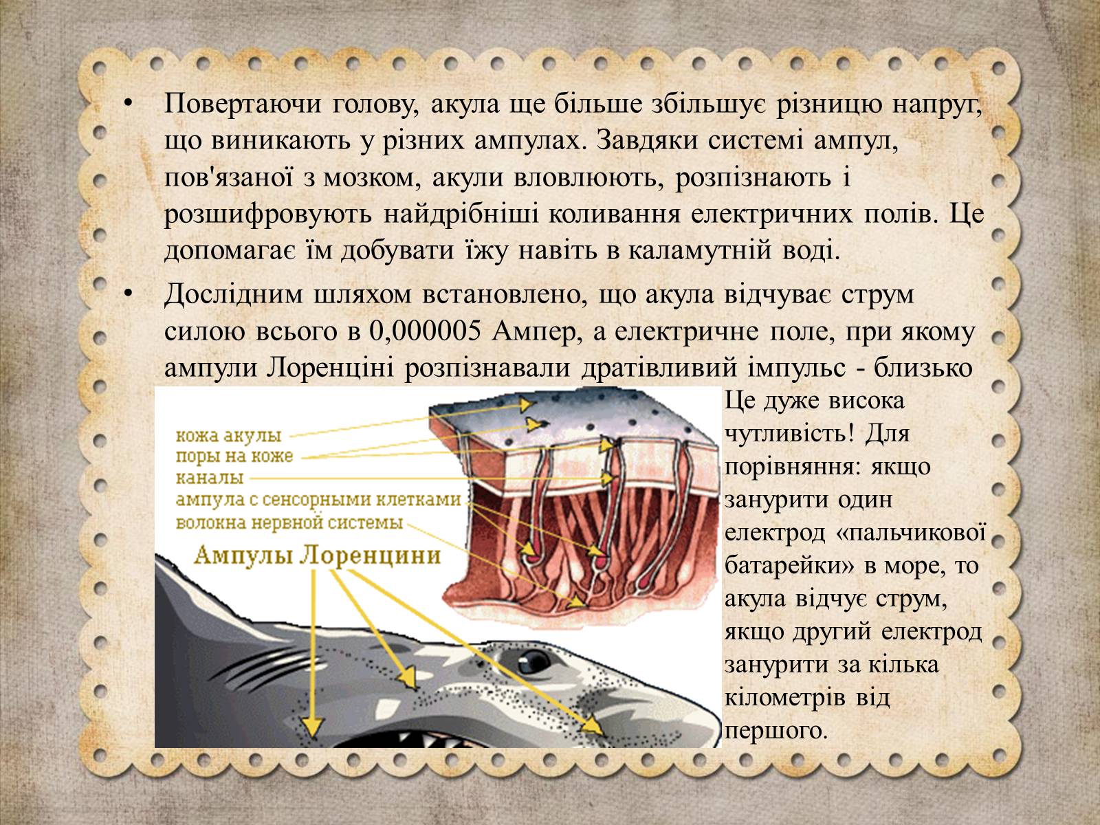 Презентація на тему «Як акули «використовують» закон Ома» - Слайд #8 Презентація на тему «Як акули «використовують» закон Ома» - Слайд #8