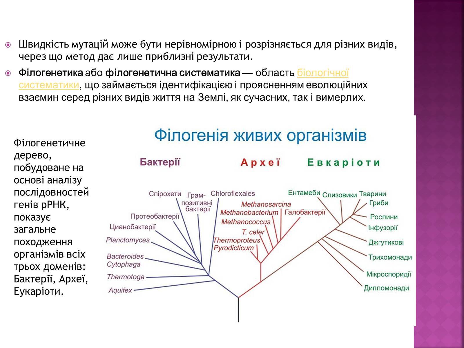 Презентація на тему «Молекулярний годинник» - Слайд #4 Презентація на тему «Молекулярний годинник» - Слайд #4