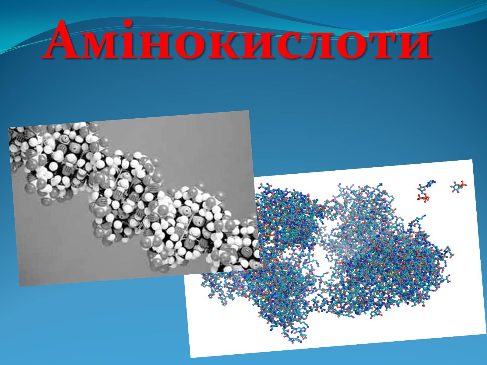 Презентація на тему «Білки та Амінокислоти» - Слайд #10 Презентація на тему «Білки та Амінокислоти» - Слайд #10