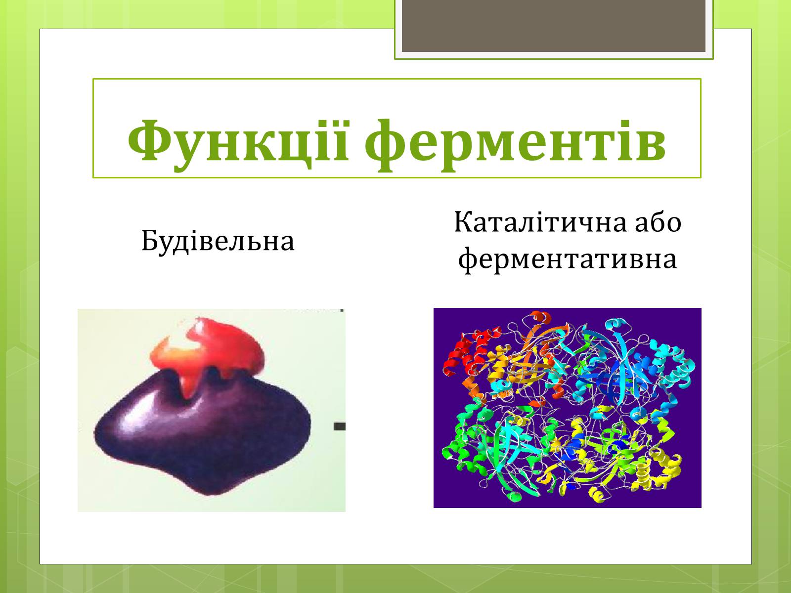 Презентація на тему «Ферменти» - Слайд #4 Презентація на тему «Ферменти» - Слайд #4